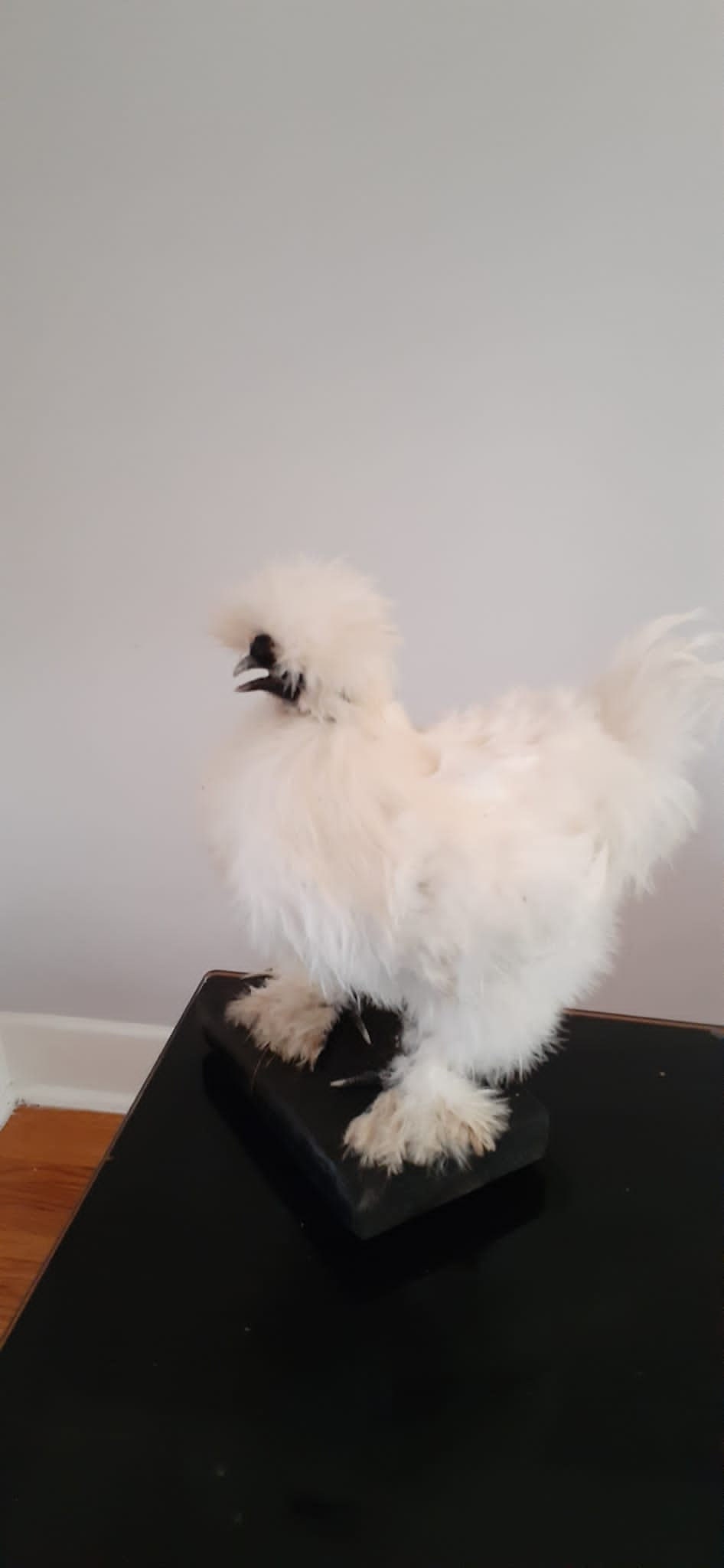 Very soft white standing silky chicken taxidermy, Bird mount