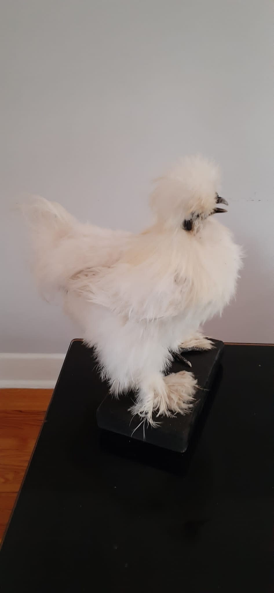 Very soft white standing silky chicken taxidermy, Bird mount