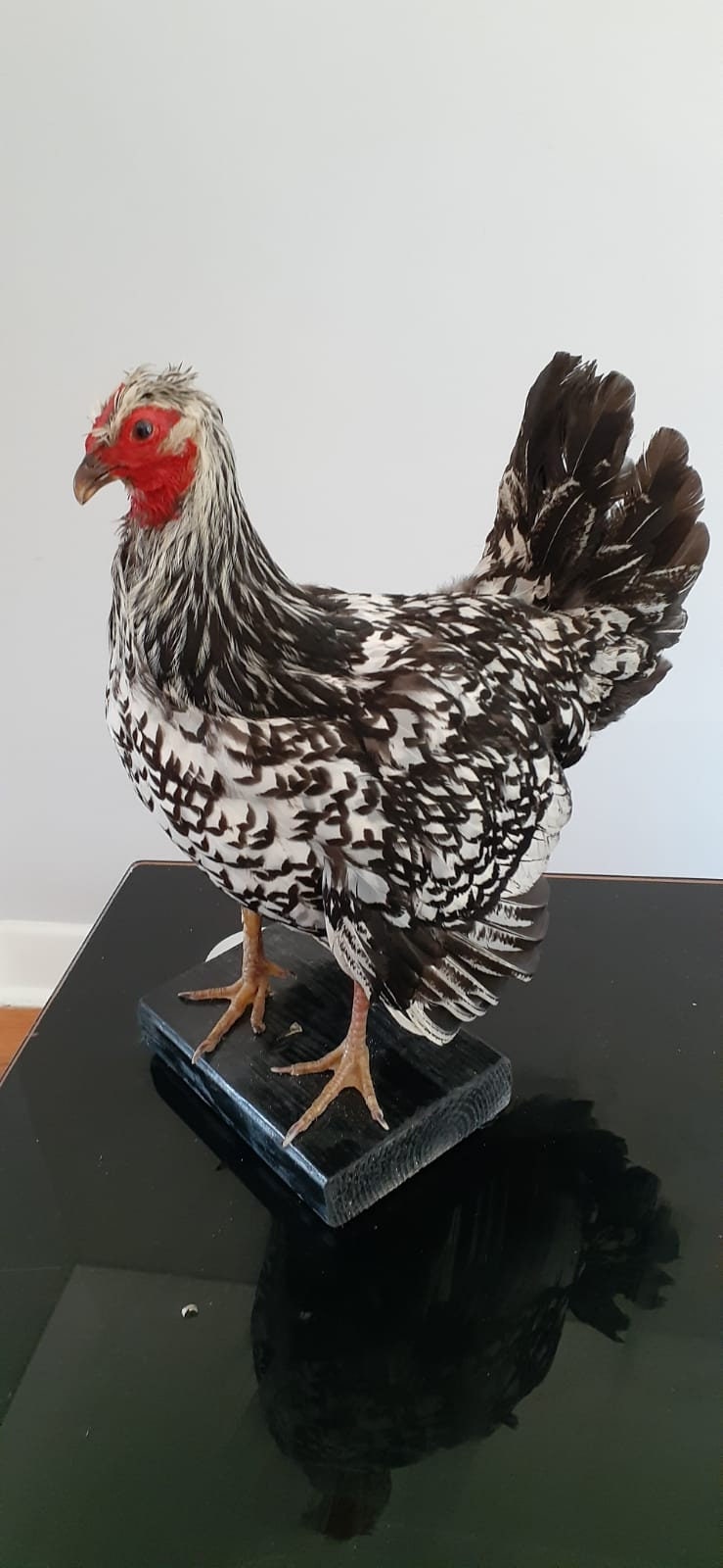 Very pretty chicken taxidermy, chicken mount, bird taxidermy, rooster