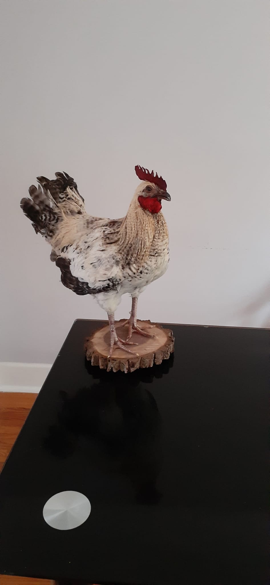 Standing rooster taxidermy, rooster mount, chicken