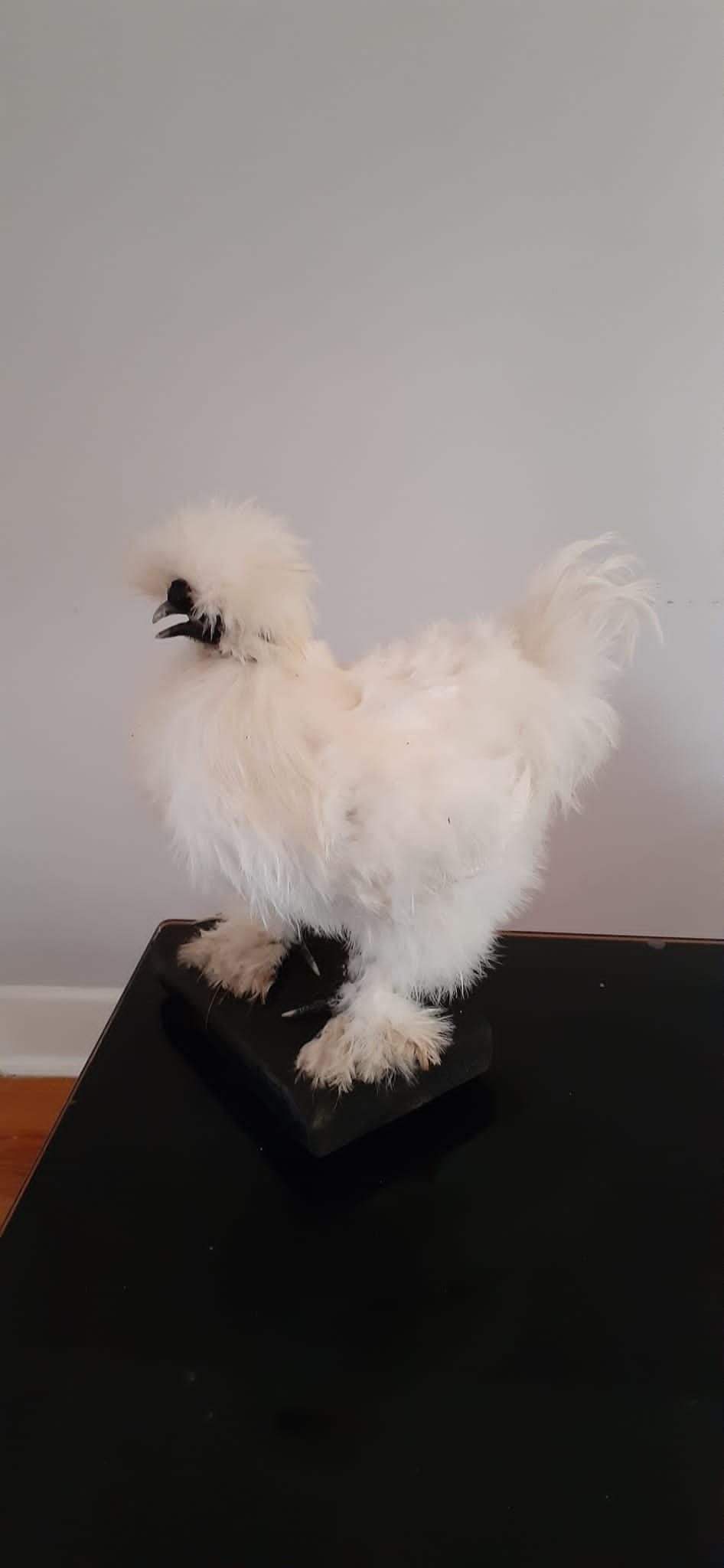 Very soft white standing silky chicken taxidermy, Bird mount