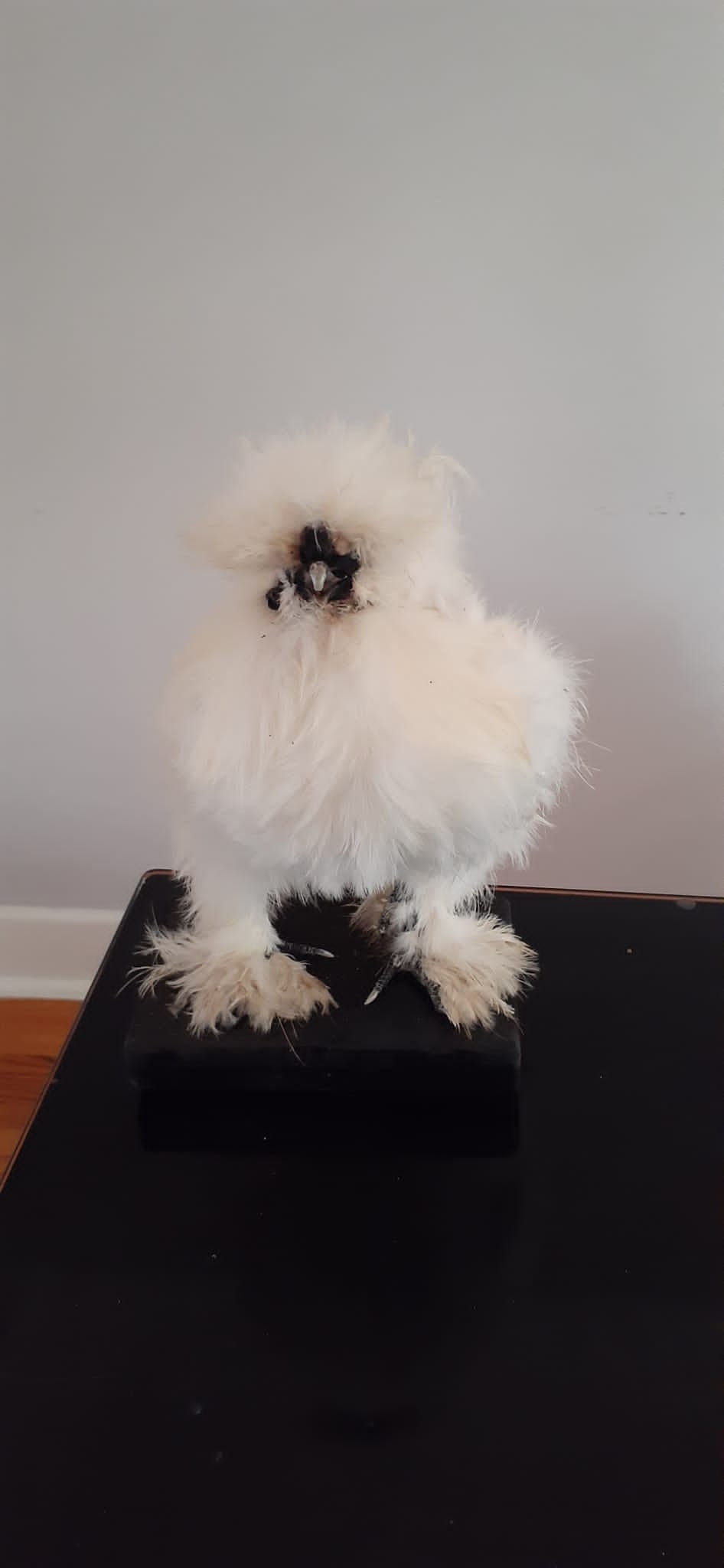 Very soft white standing silky chicken taxidermy, Bird mount