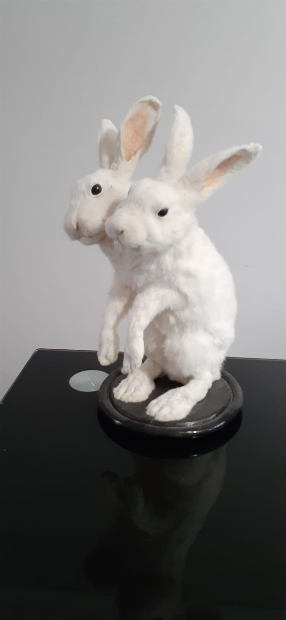 Two headed beast rabbit taxidermy, standing white bunny mount, jackalope taxidermy