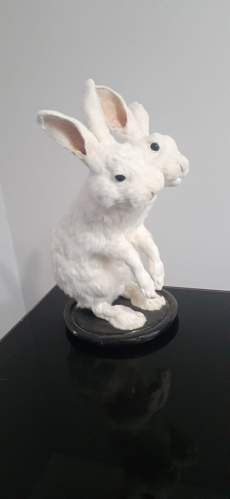 Two headed beast rabbit taxidermy, standing white bunny mount, jackalope taxidermy