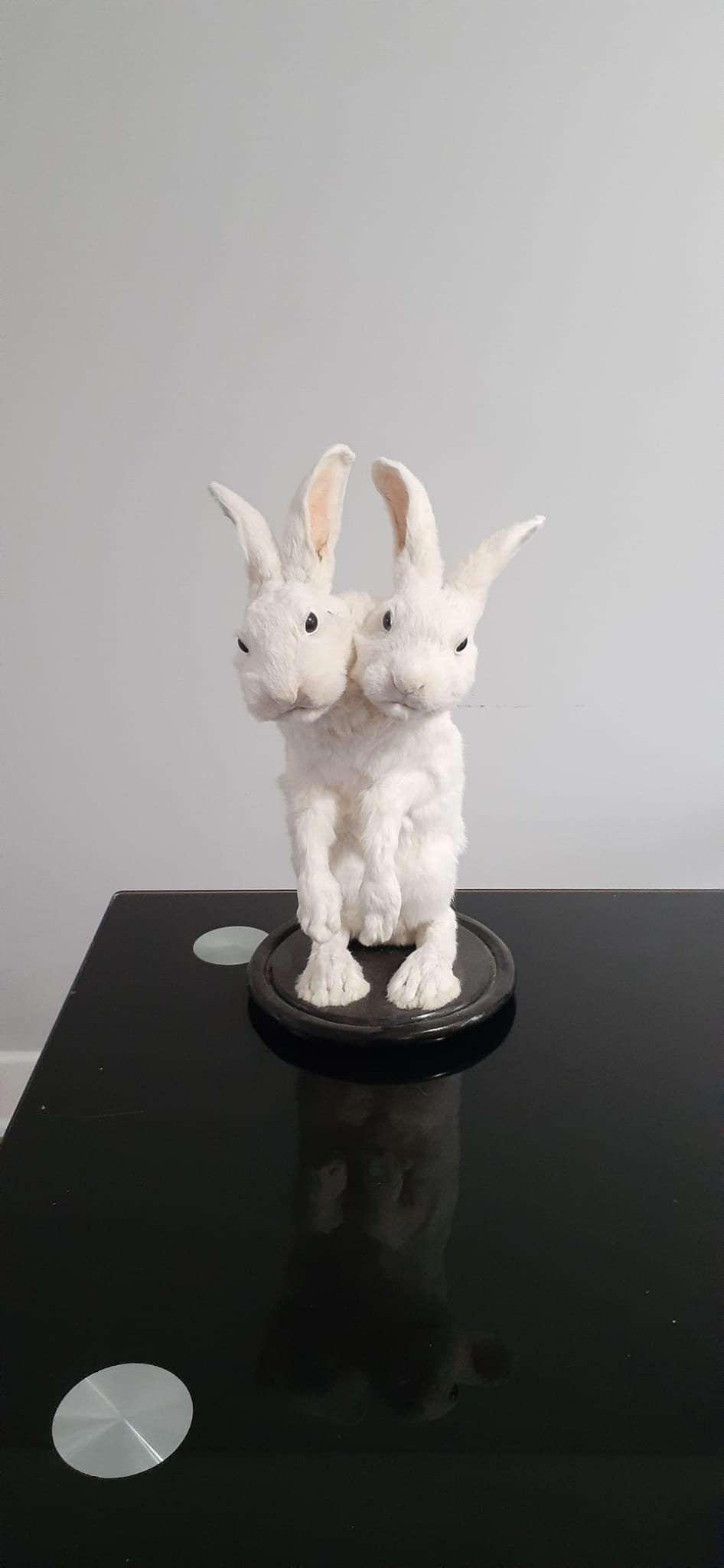 Two headed beast rabbit taxidermy, standing white bunny mount, jackalope taxidermy