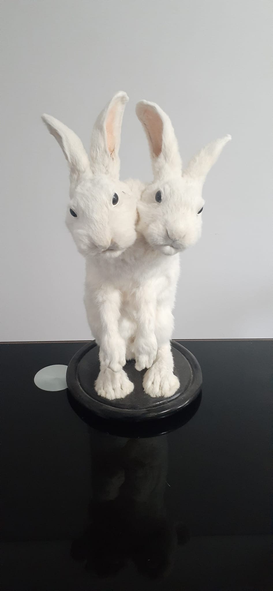 Two headed beast rabbit taxidermy, standing white bunny mount, jackalope taxidermy