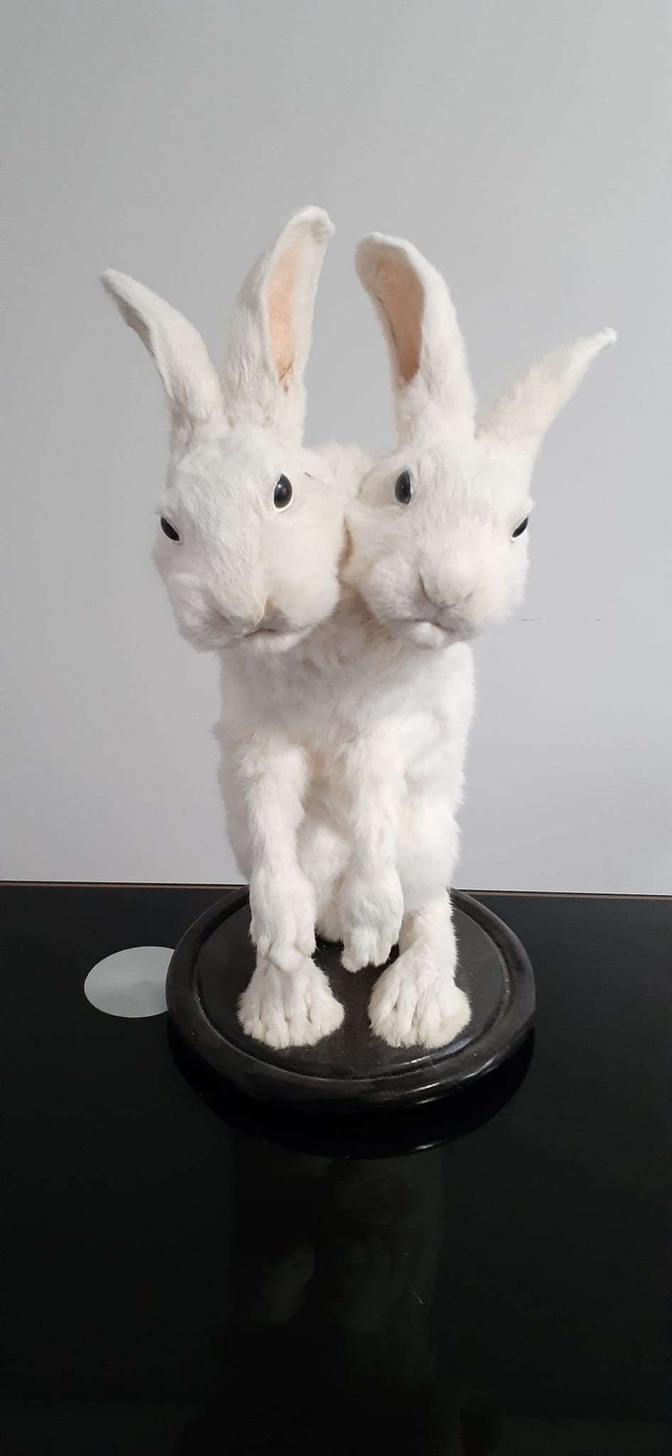 Two headed beast rabbit taxidermy, standing white bunny mount, jackalope taxidermy
