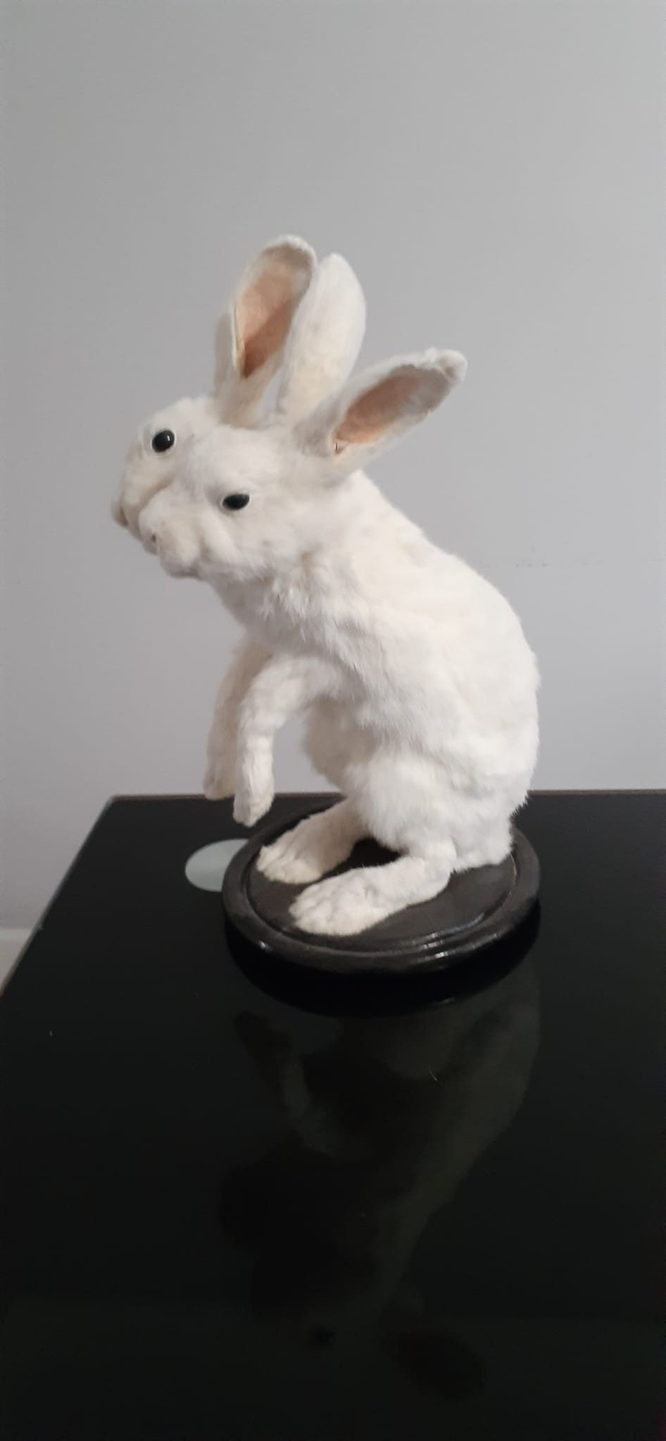 Two headed beast rabbit taxidermy, standing white bunny mount, jackalope taxidermy