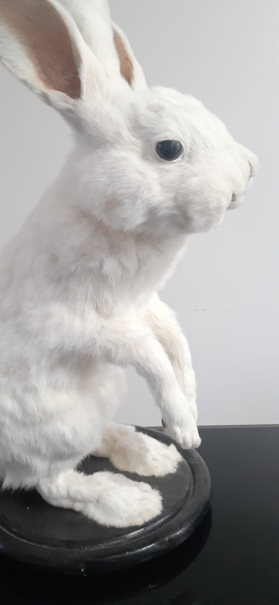 Two headed beast rabbit taxidermy, standing white bunny mount, jackalope taxidermy