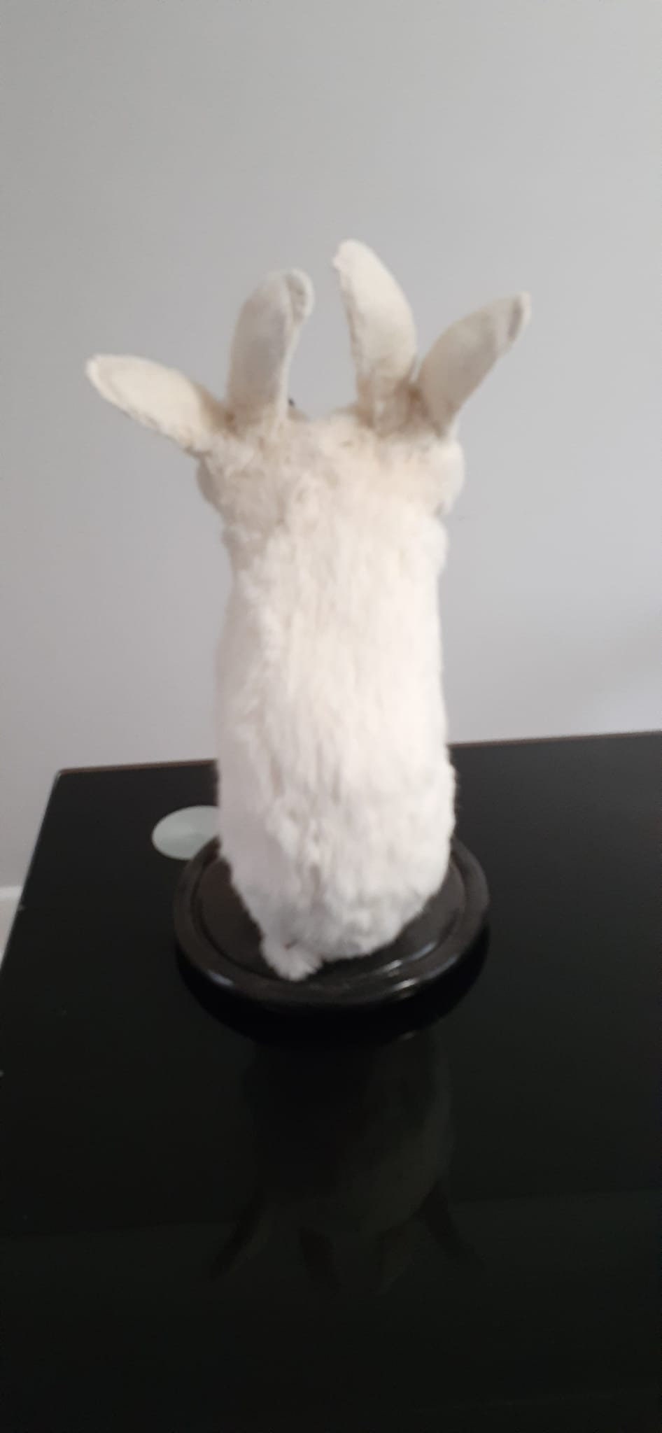 Two headed beast rabbit taxidermy, standing white bunny mount, jackalope taxidermy