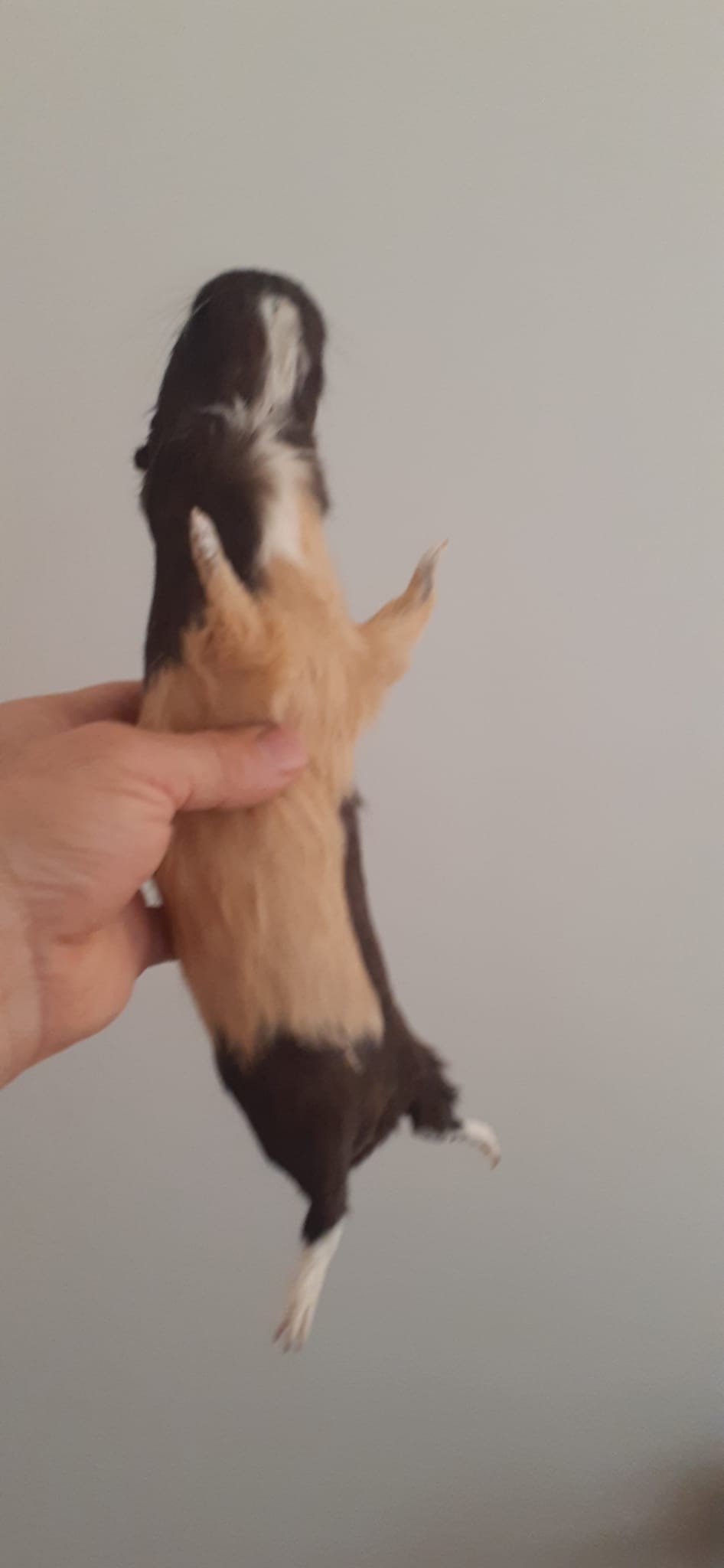 Cute soft mount guinea pig taxidermy