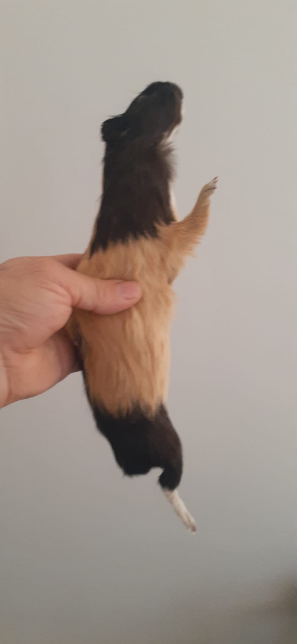 Cute soft mount guinea pig taxidermy