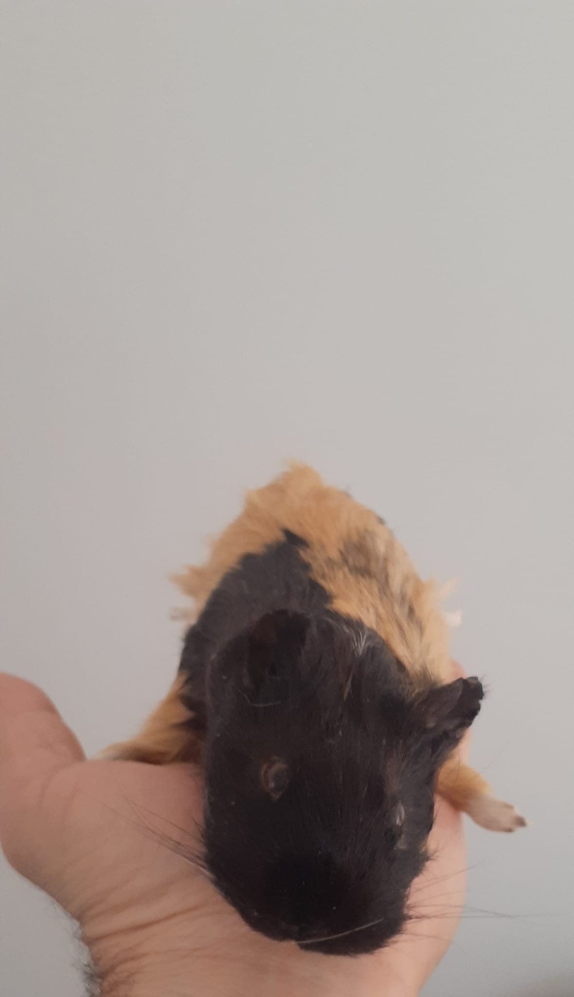 Cute soft mount guinea pig taxidermy