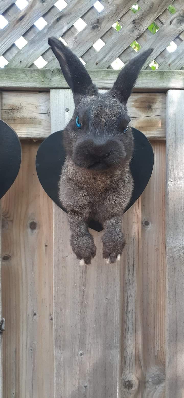 Two shoulder mounts bunnies taxidermy, wall mounted black and brown rabbits taxidermy