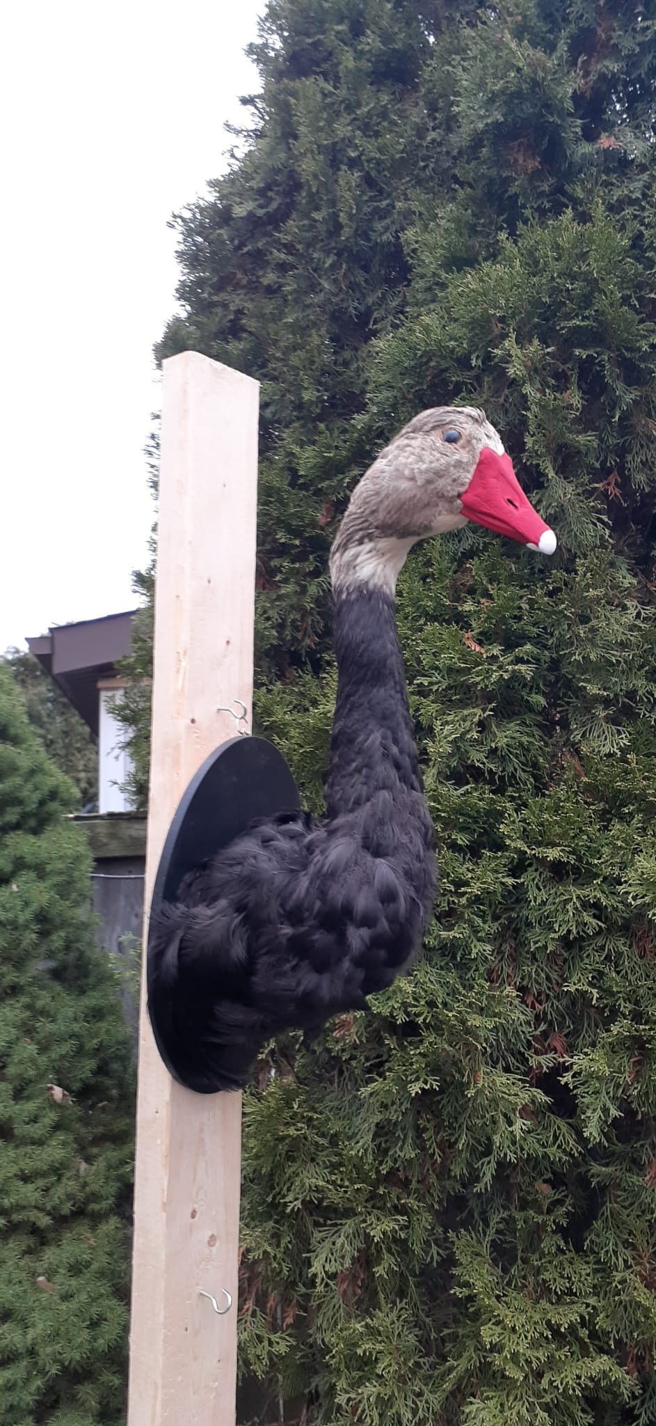 Black body wall mounted half goose taxidermy, Bird taxidermy