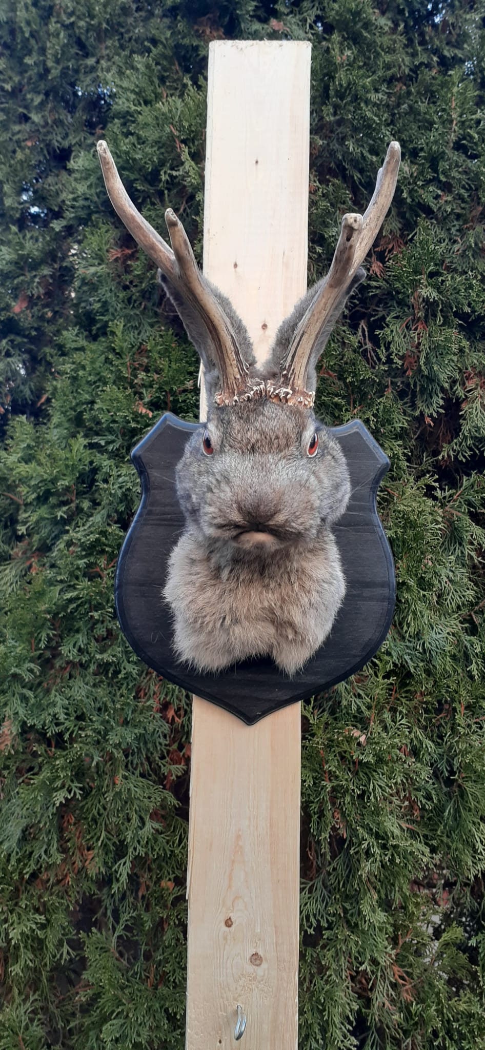 Dark gray brownish jackalope taxidermy, Shoulder Mount rabbit, bunny mount with real roe deer antlers