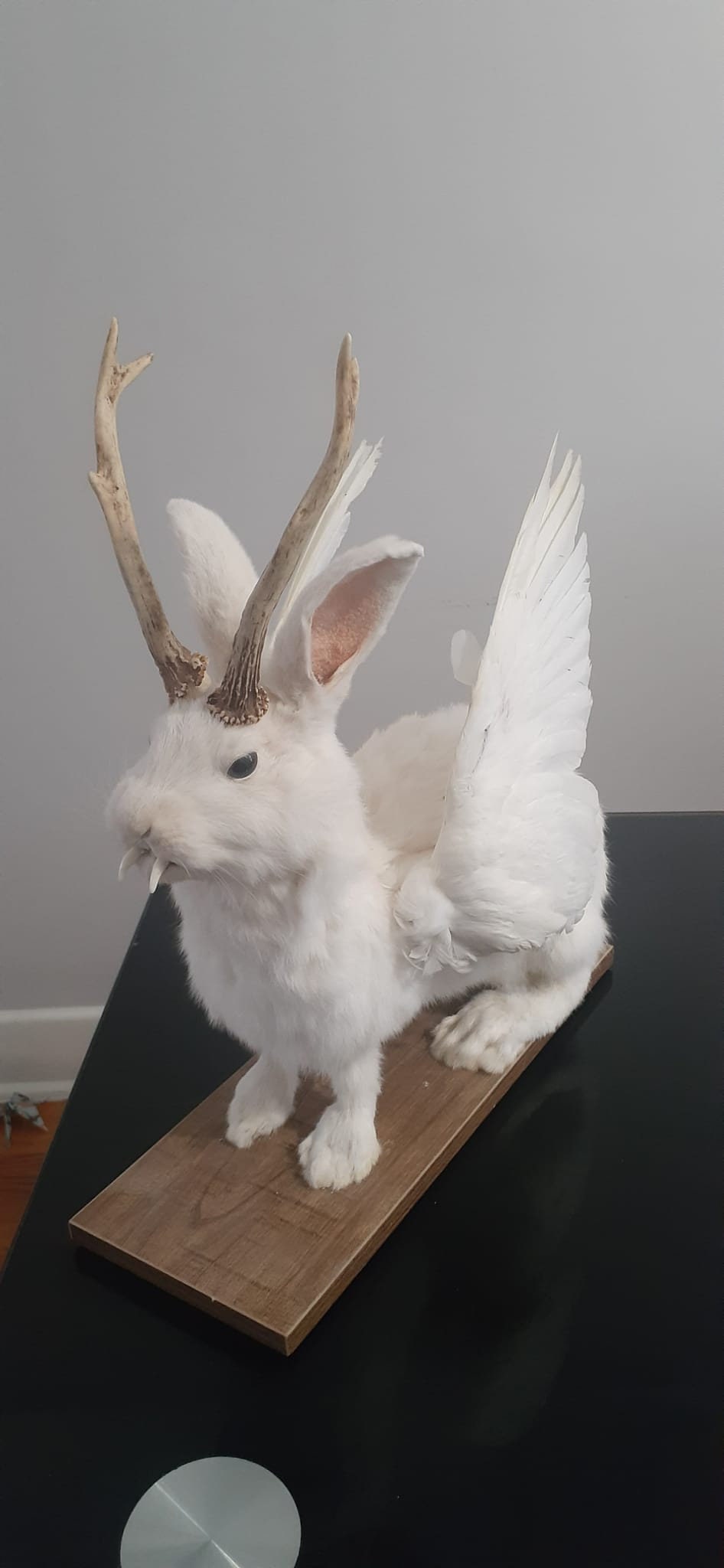 White wolpertinger taxidermy, open wings rabbit wolpertinger mount, bunny jackalope, real roe deer antlers
