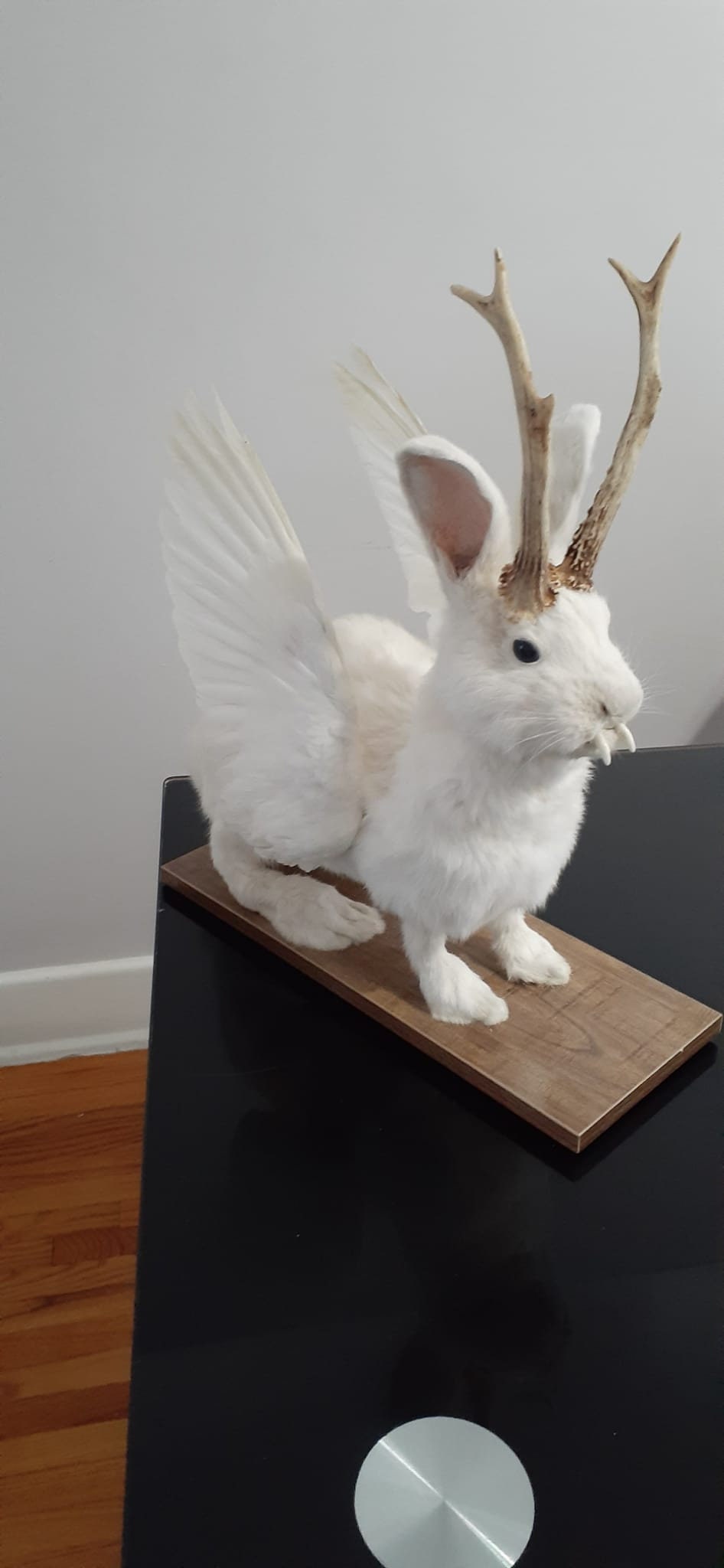 White wolpertinger taxidermy, open wings rabbit wolpertinger mount, bunny jackalope, real roe deer antlers