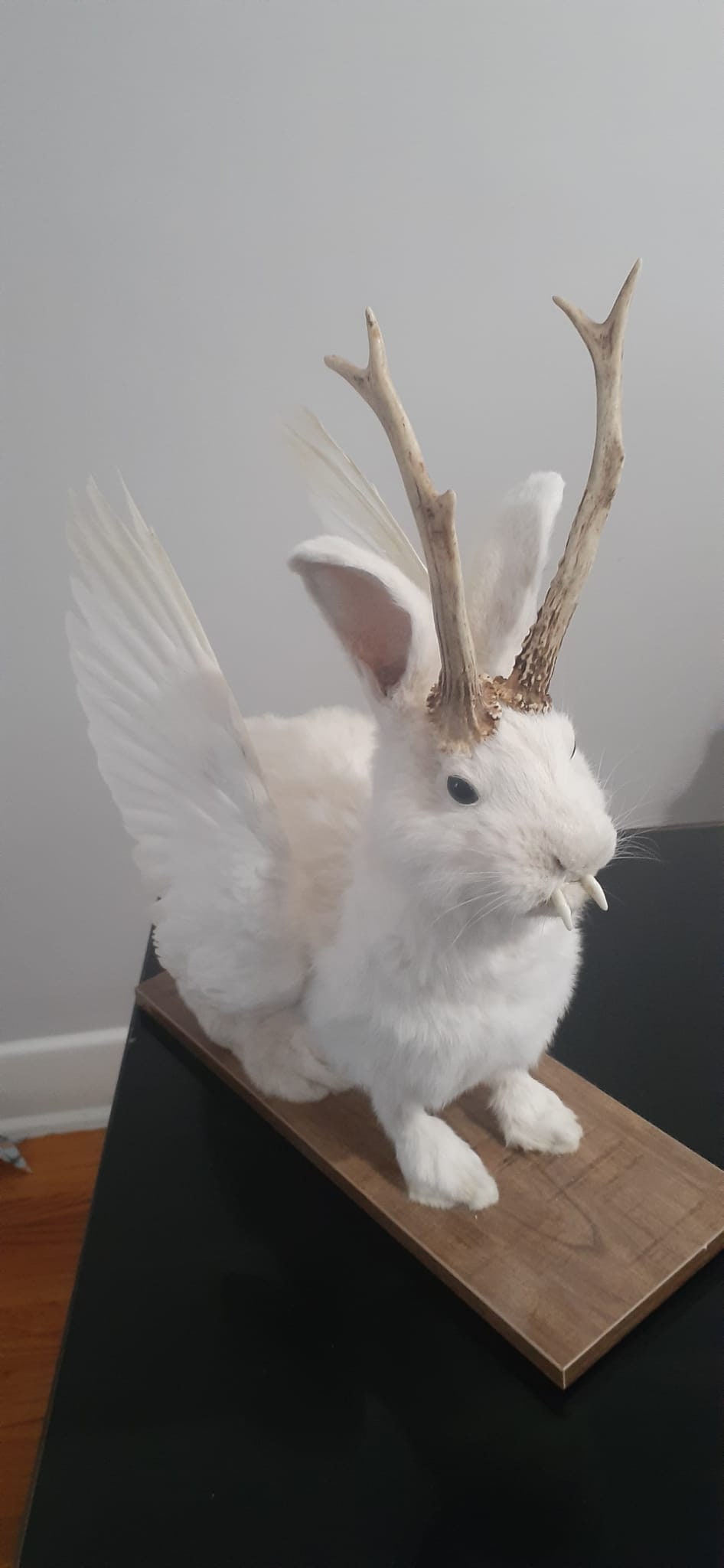White wolpertinger taxidermy, open wings rabbit wolpertinger mount, bunny jackalope, real roe deer antlers