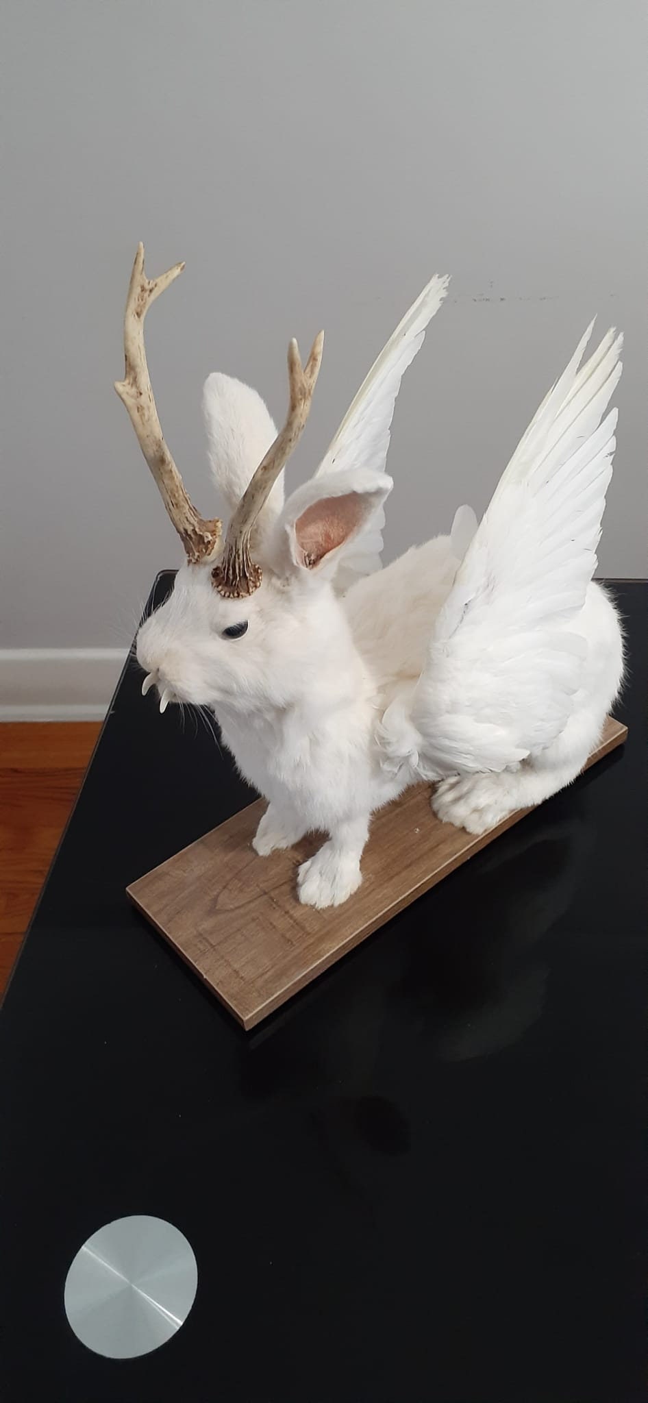 White wolpertinger taxidermy, open wings rabbit wolpertinger mount, bunny jackalope, real roe deer antlers