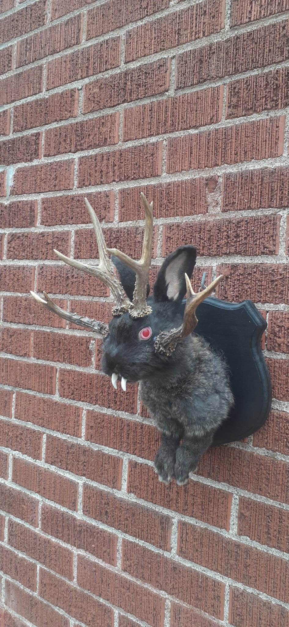 Four horned black jackalope taxidermy with fangs and four real roe deer antlers, wall mounted rabbit