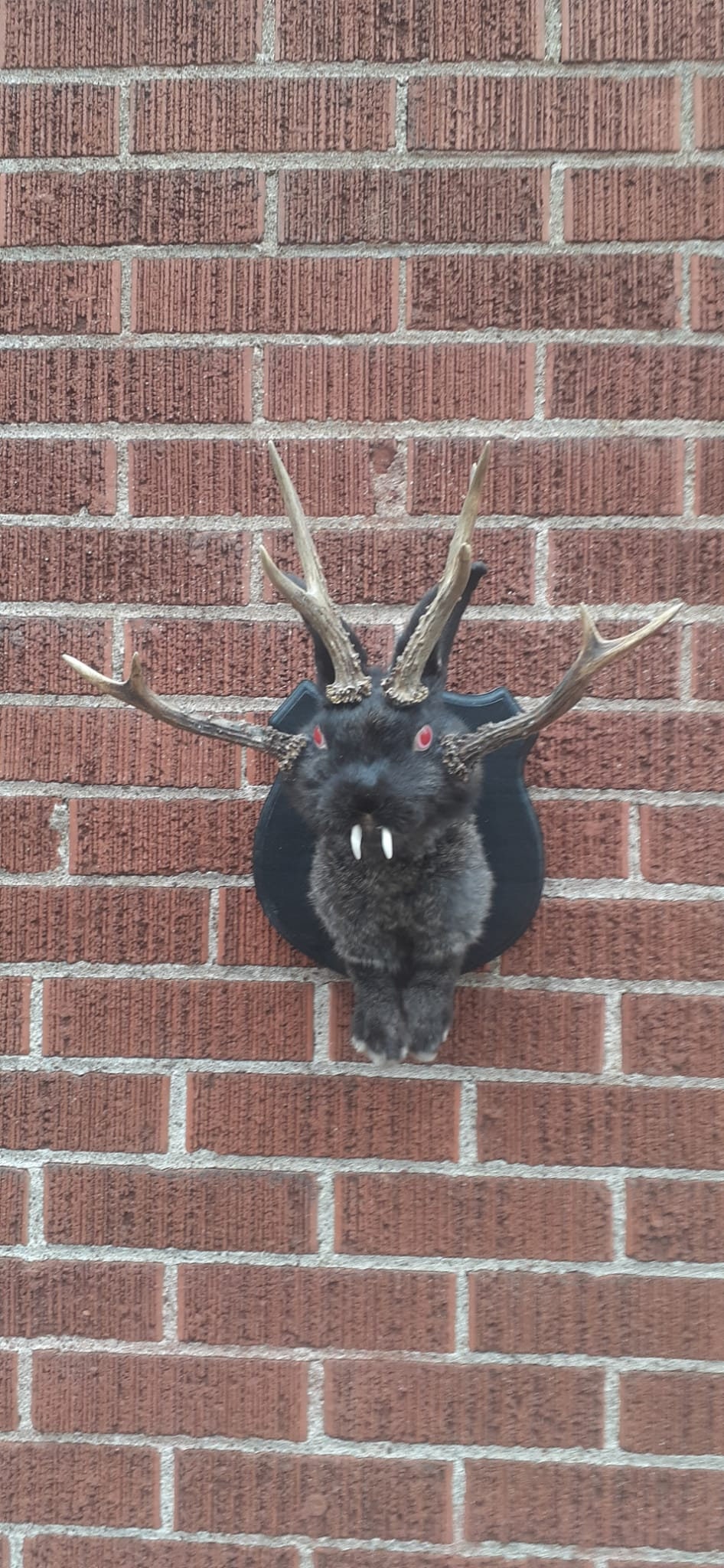 Four horned black jackalope taxidermy with fangs and four real roe deer antlers, wall mounted rabbit