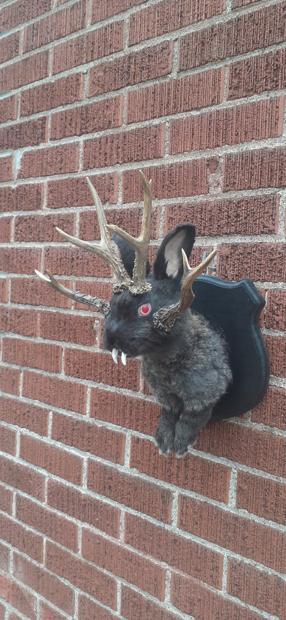 Four horned black jackalope taxidermy with fangs and four real roe deer antlers, wall mounted rabbit