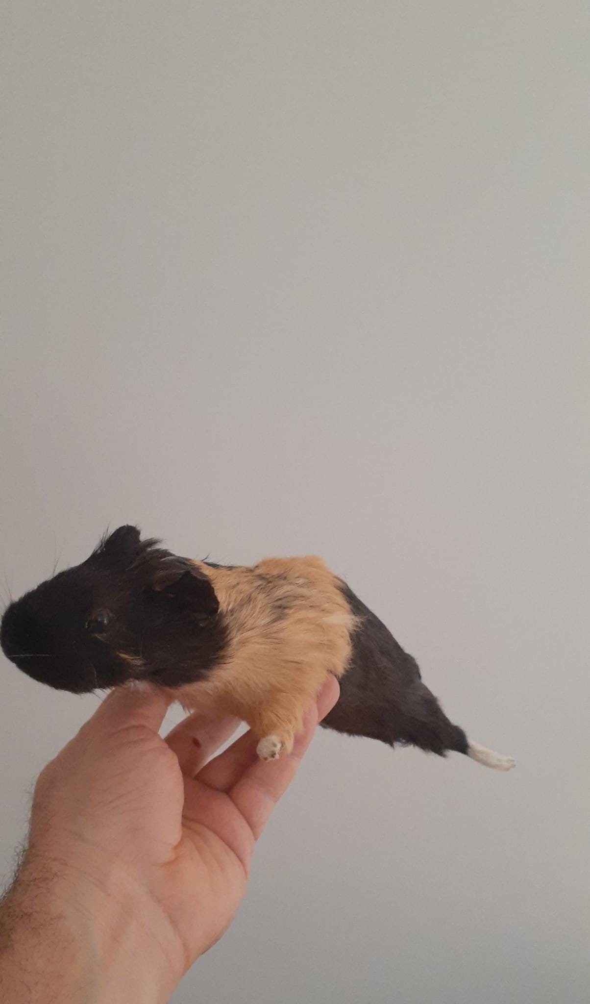 Cute soft mount guinea pig taxidermy