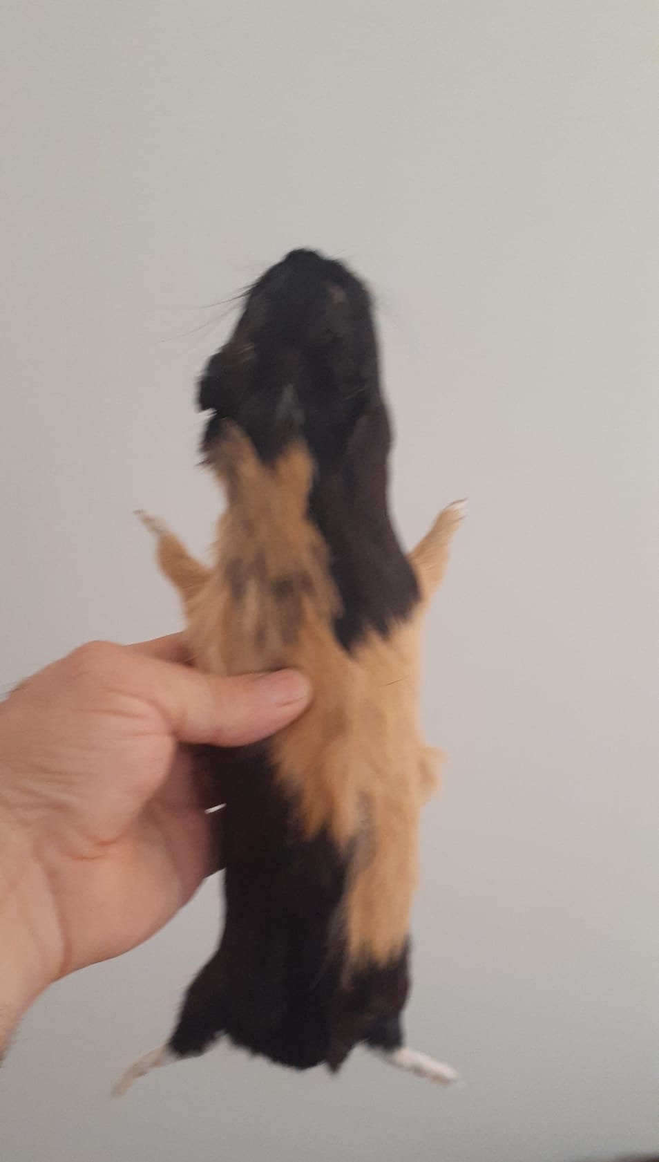 Cute soft mount guinea pig taxidermy