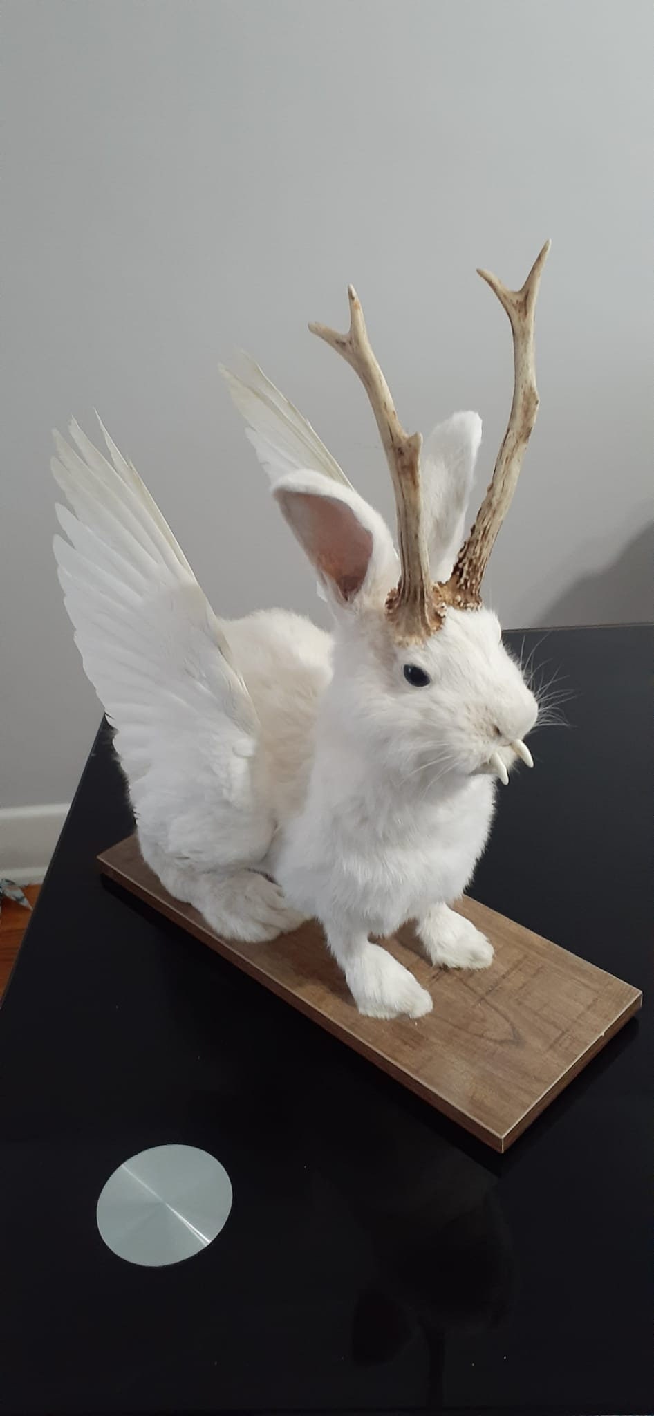 White wolpertinger taxidermy, open wings rabbit wolpertinger mount, bunny jackalope, real roe deer antlers