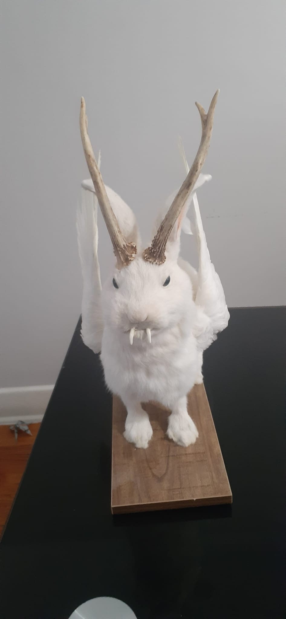 White wolpertinger taxidermy, open wings rabbit wolpertinger mount, bunny jackalope, real roe deer antlers