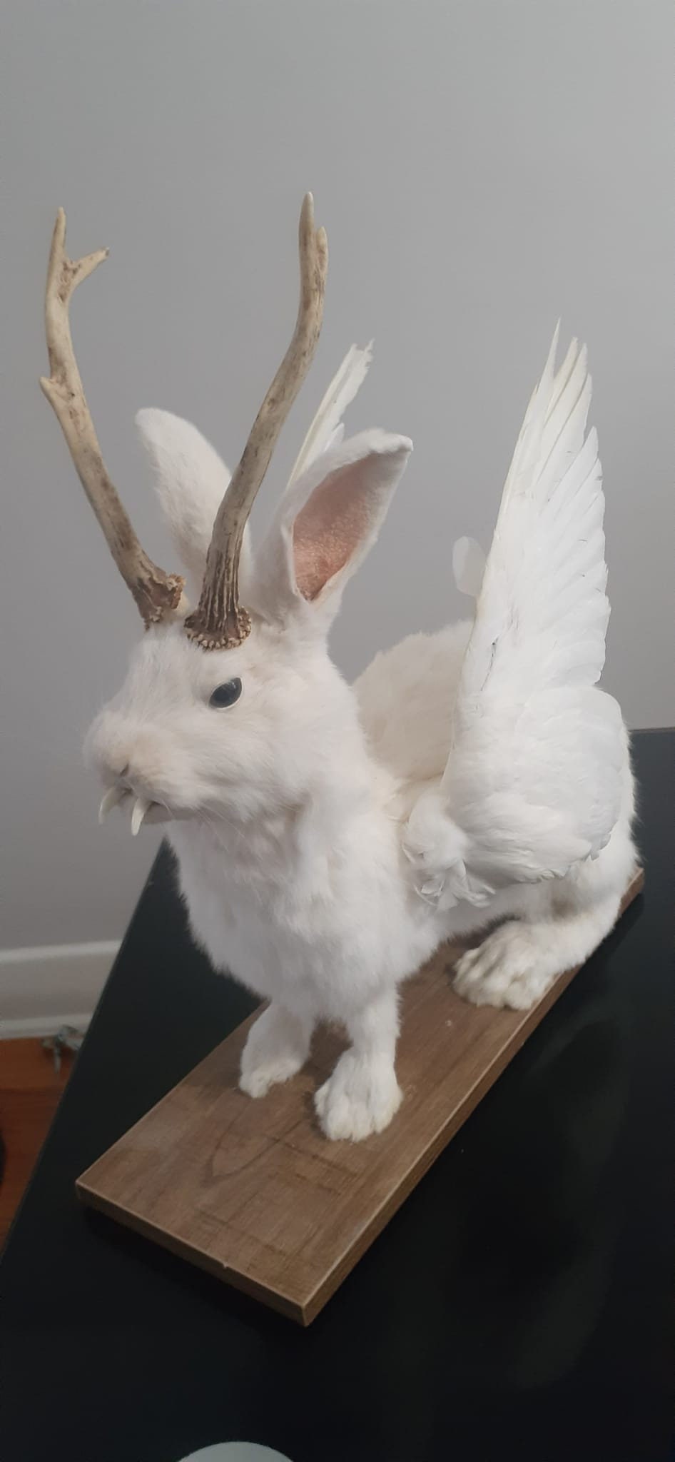 White wolpertinger taxidermy, open wings rabbit wolpertinger mount, bunny jackalope, real roe deer antlers
