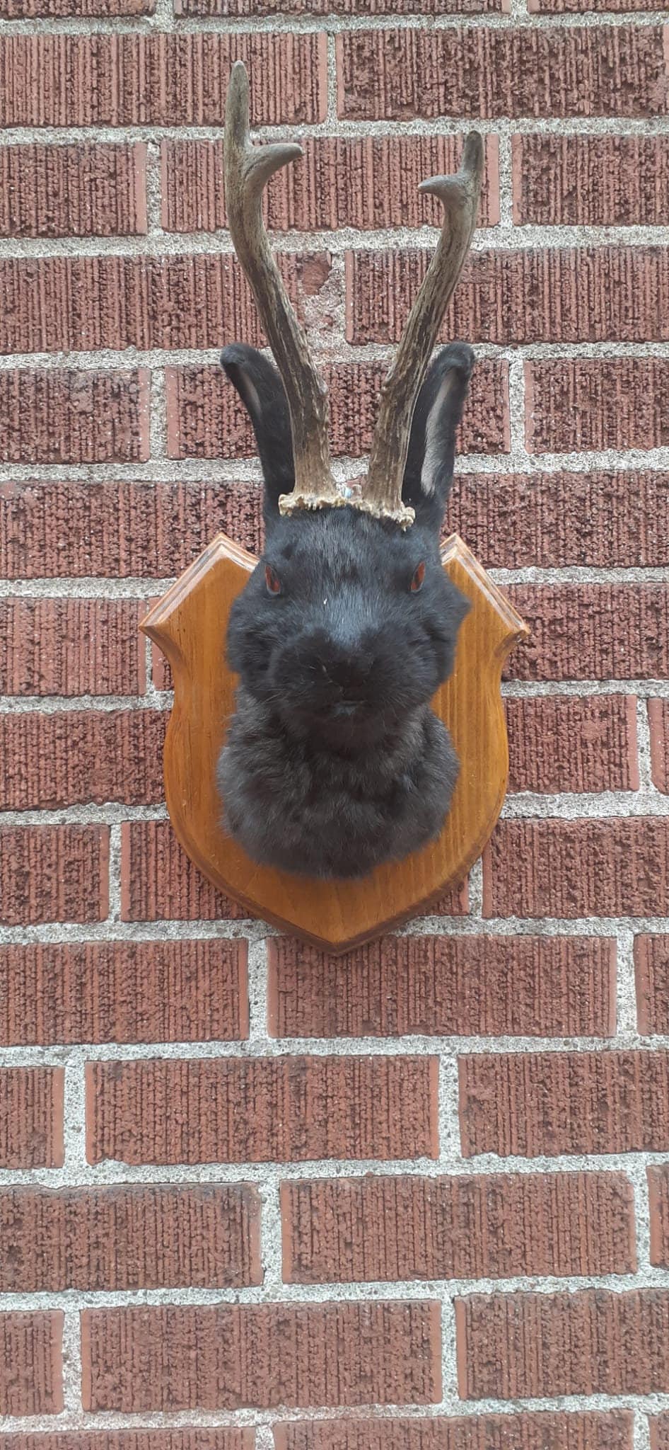 Black jackalope taxidermy with fire demon orange color, bunny shoulder mount, wall mounted rabbit