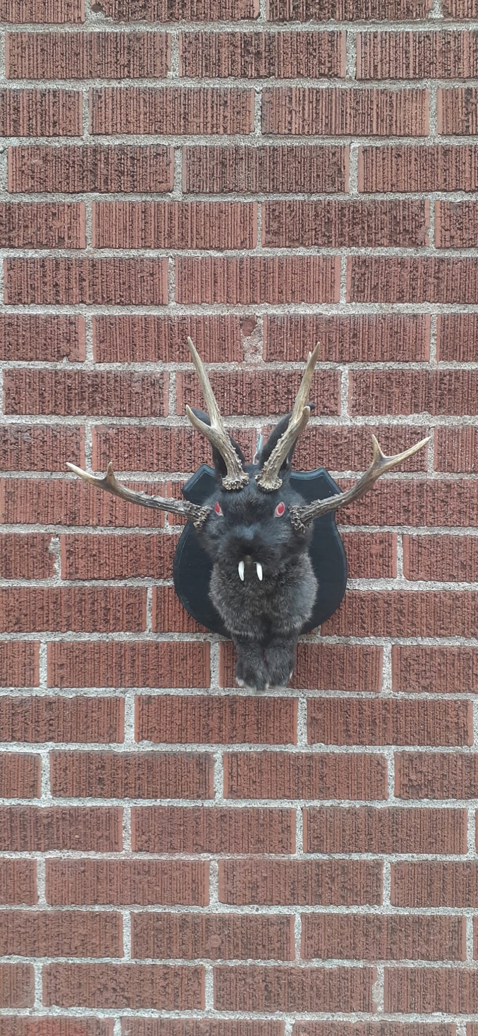 Four horned black jackalope taxidermy with fangs and four real roe deer antlers, wall mounted rabbit