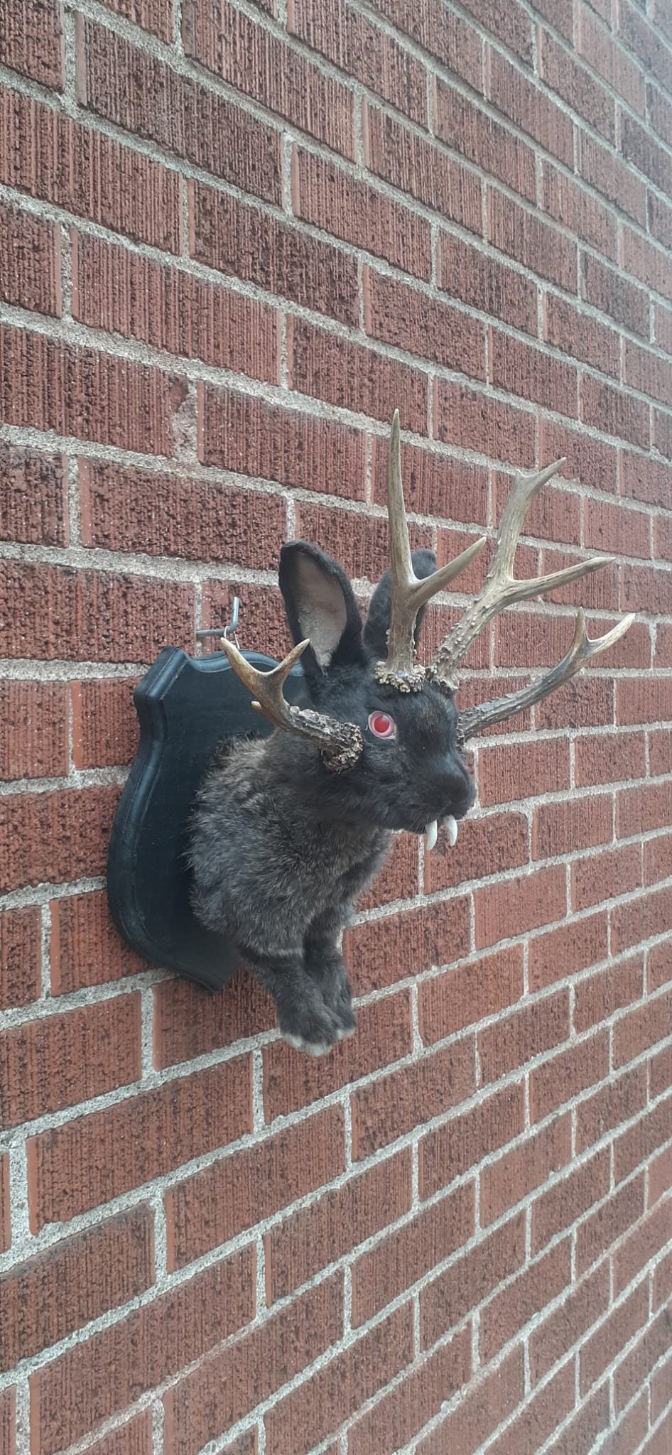 Four horned black jackalope taxidermy with fangs and four real roe deer antlers, wall mounted rabbit