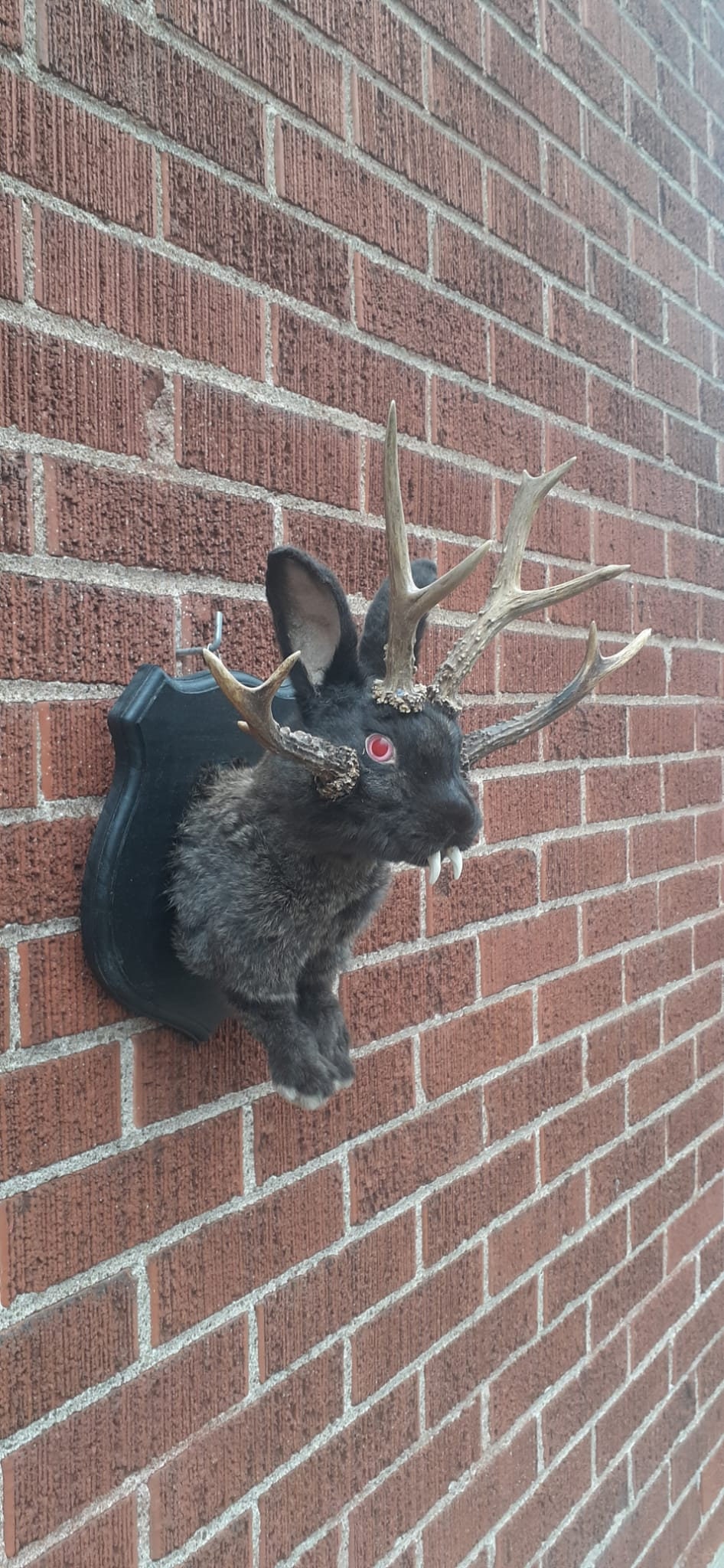 Four horned black jackalope taxidermy with fangs and four real roe deer antlers, wall mounted rabbit