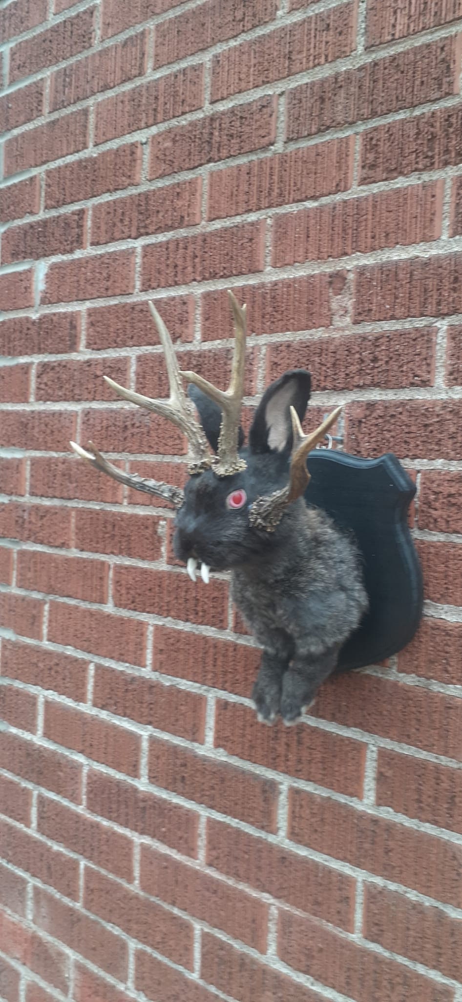 Four horned black jackalope taxidermy with fangs and four real roe deer antlers, wall mounted rabbit