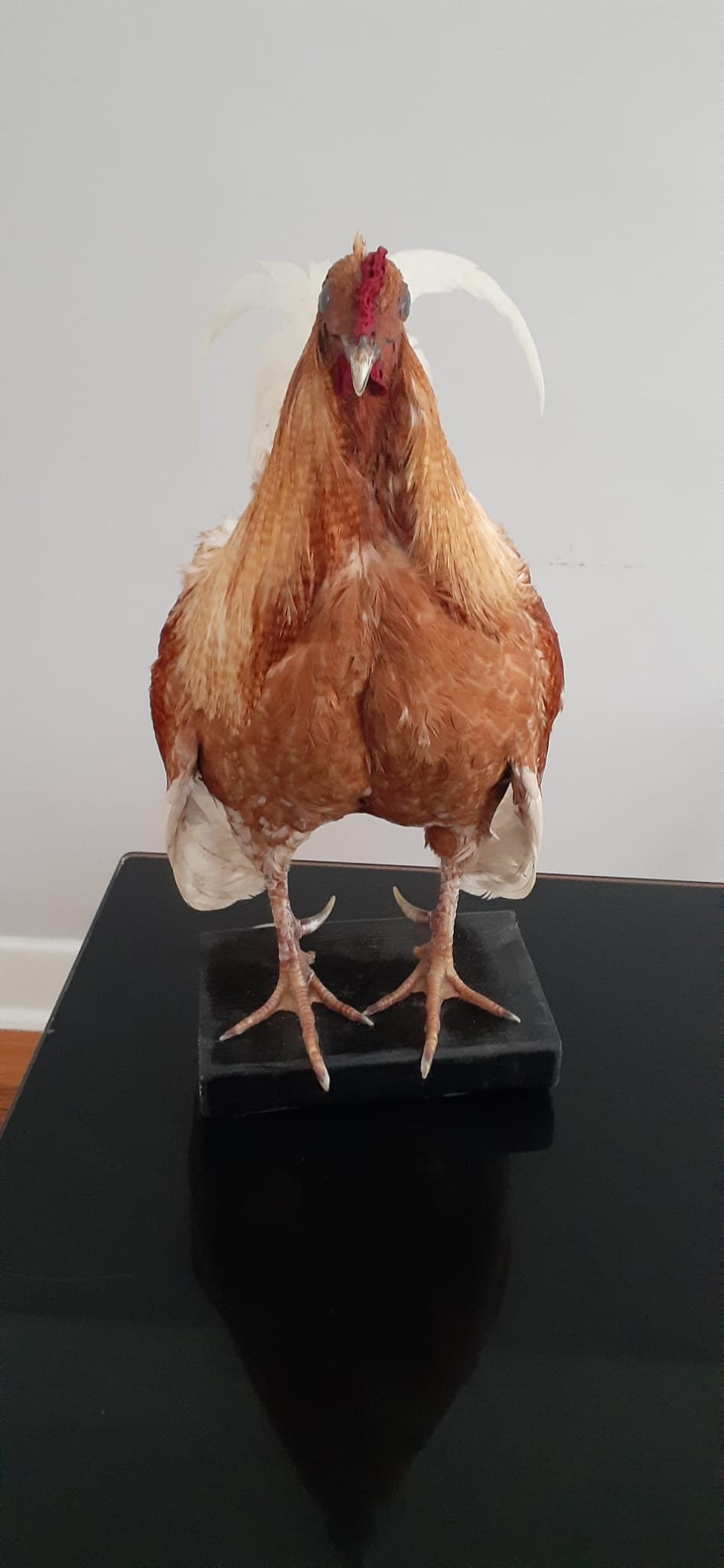 Very nice chicken taxidermy, rooster,Bird taxidermy mount