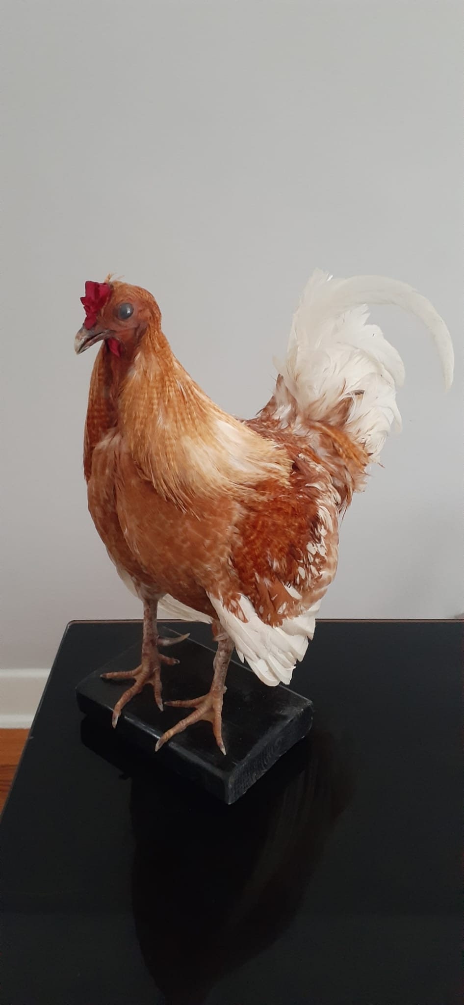 Very nice chicken taxidermy, rooster,Bird taxidermy mount