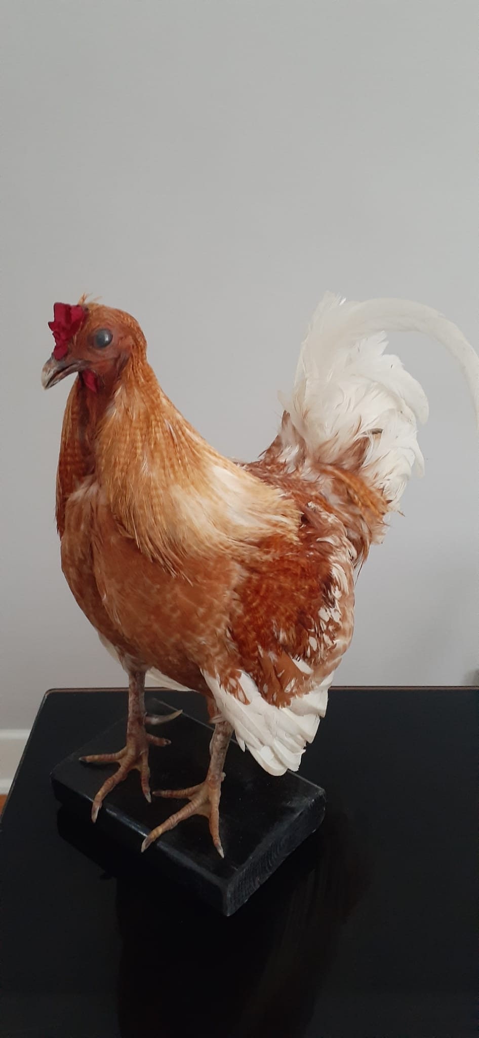 Very nice chicken taxidermy, rooster,Bird taxidermy mount