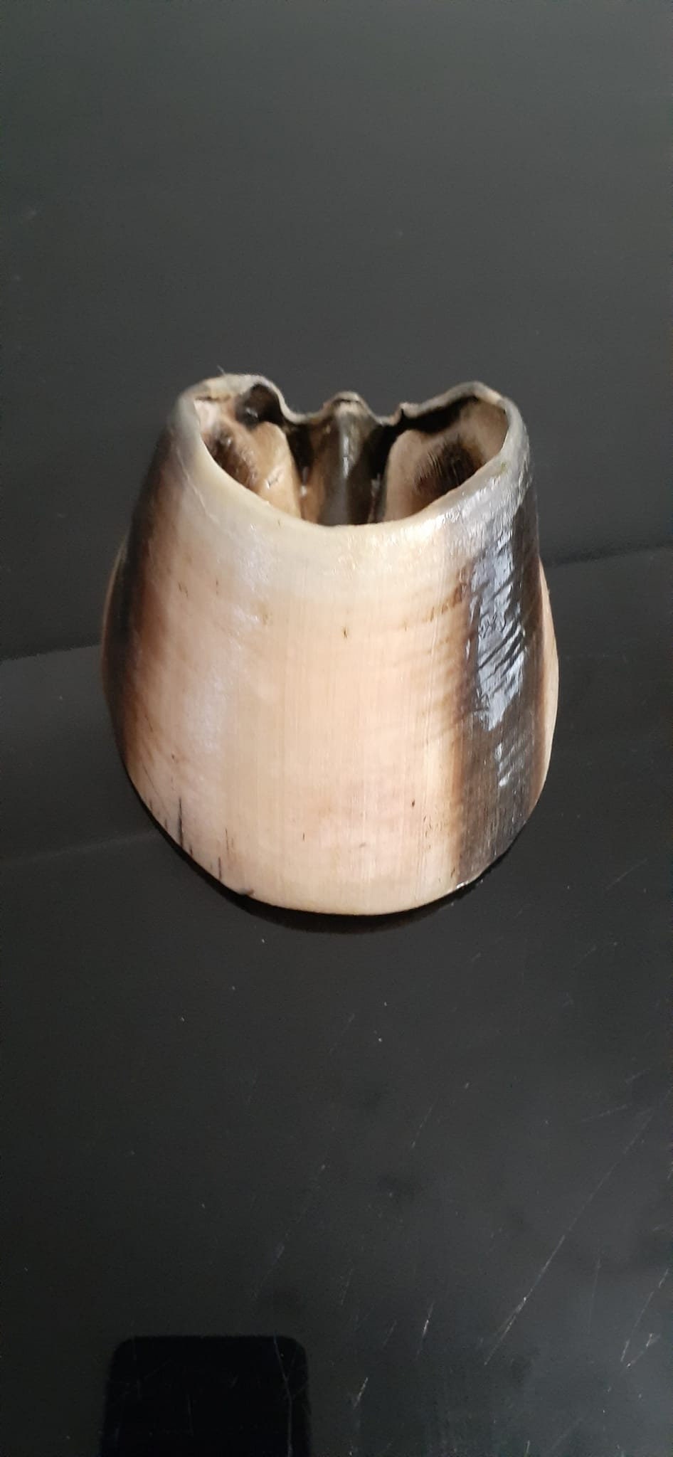 White horse hoof taxidermy