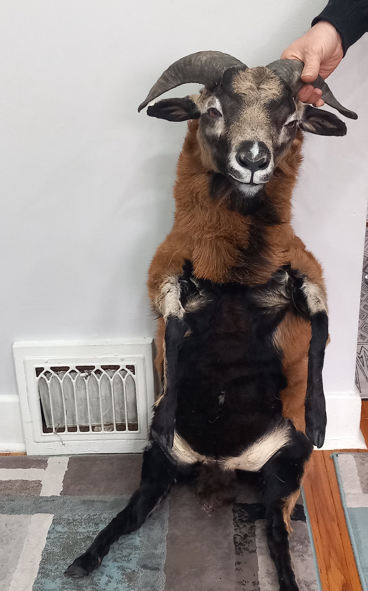 Semi posable soft mount goat taxidermy with his horns