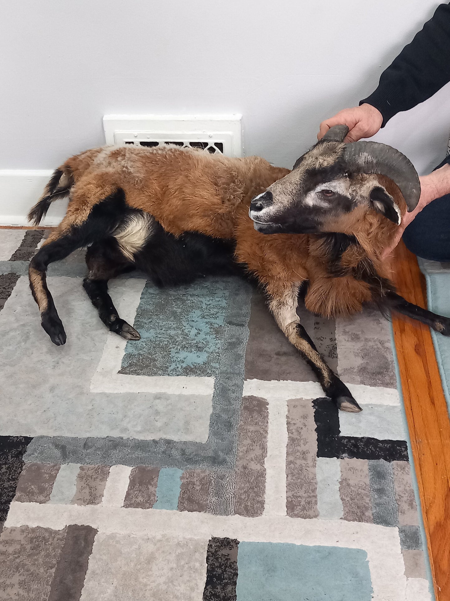 Semi posable soft mount goat taxidermy with his horns