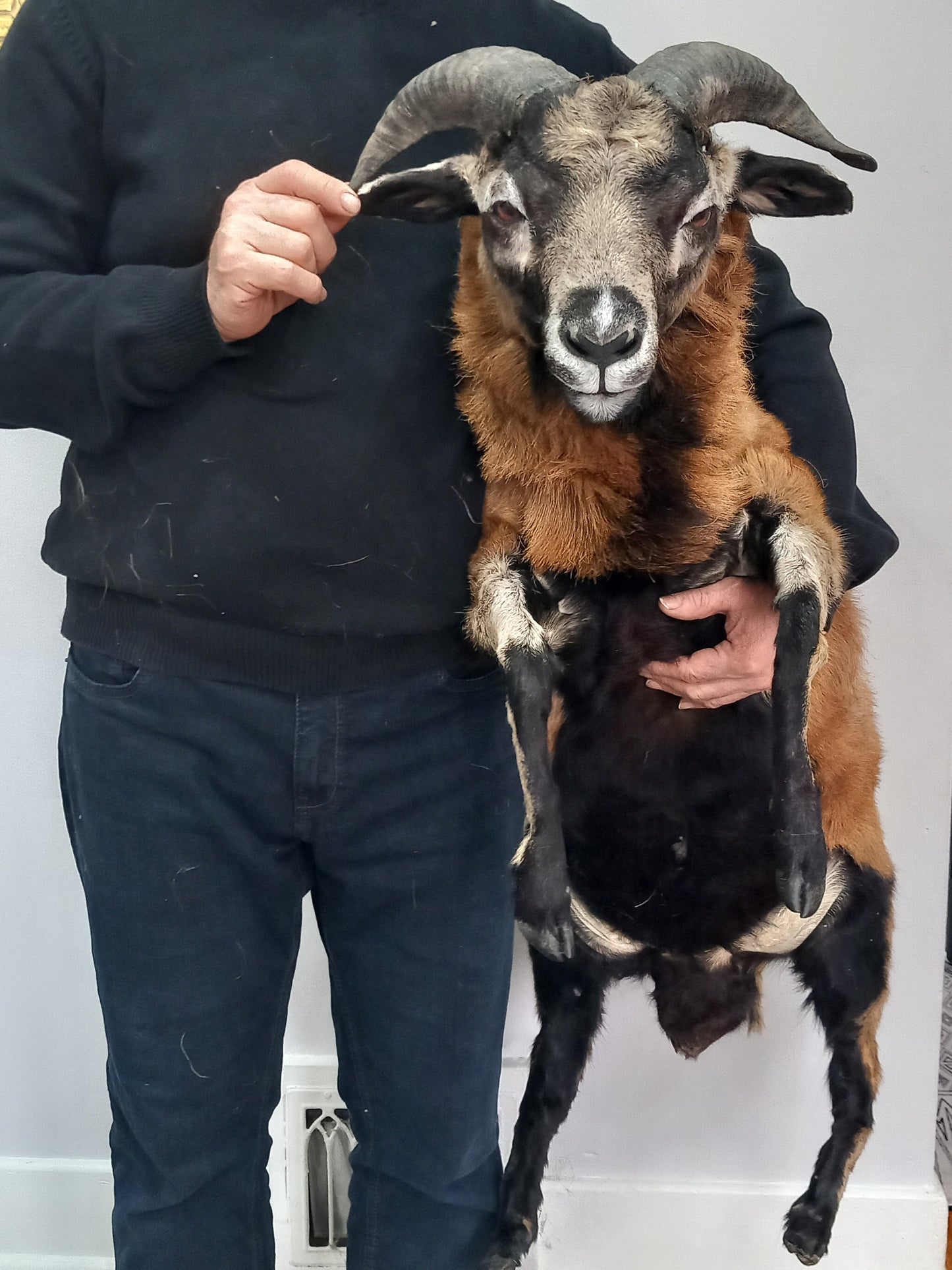 Semi posable soft mount goat taxidermy with his horns