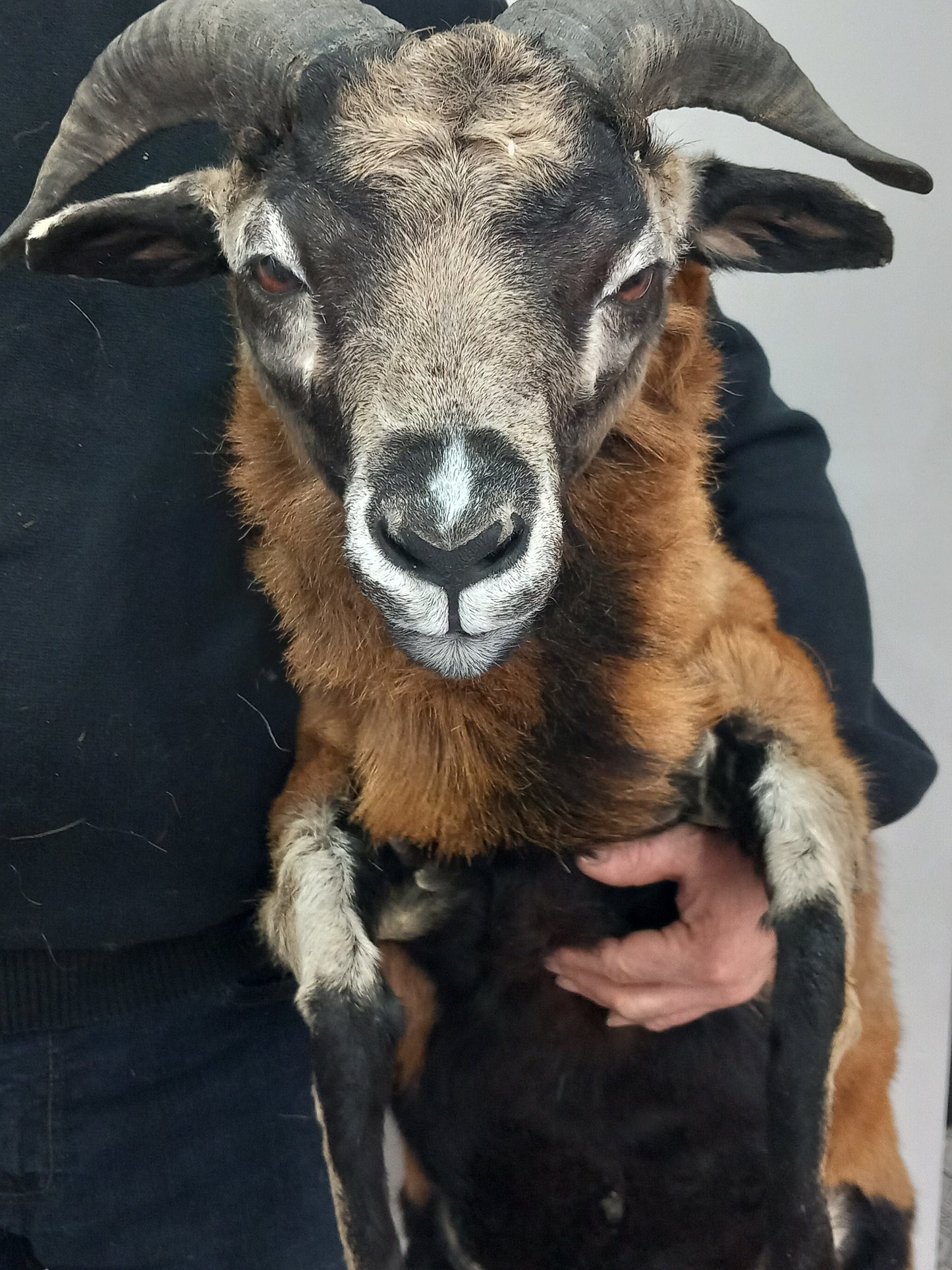 Semi posable soft mount goat taxidermy with his horns