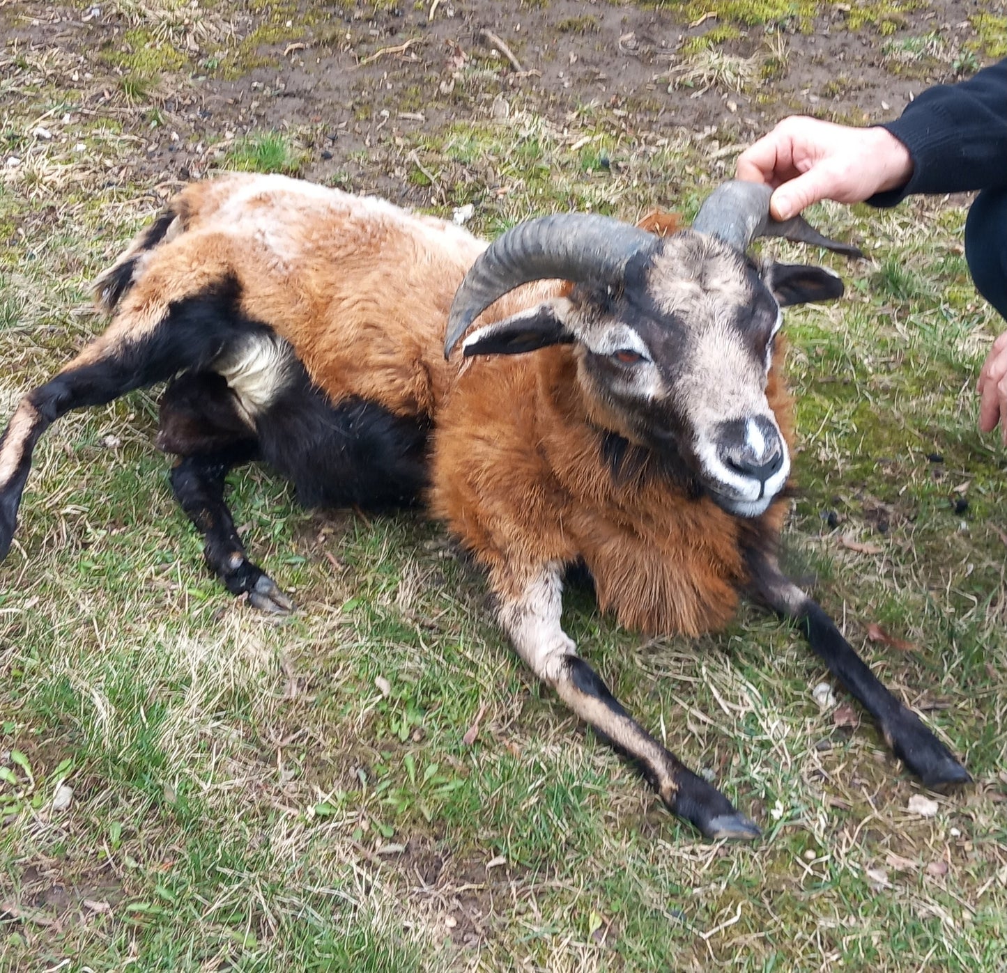 Semi posable soft mount goat taxidermy with his horns
