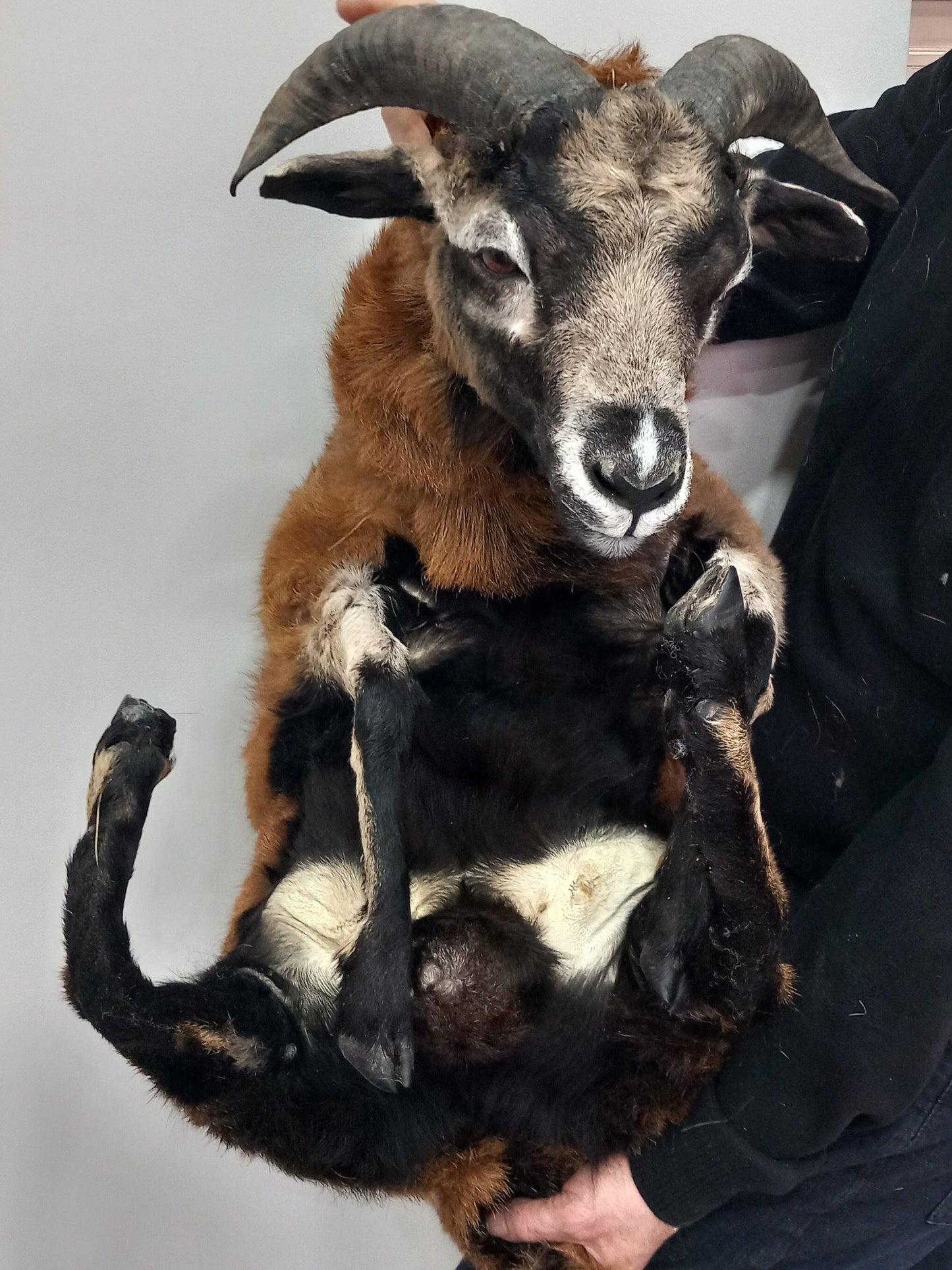 Semi posable soft mount goat taxidermy with his horns