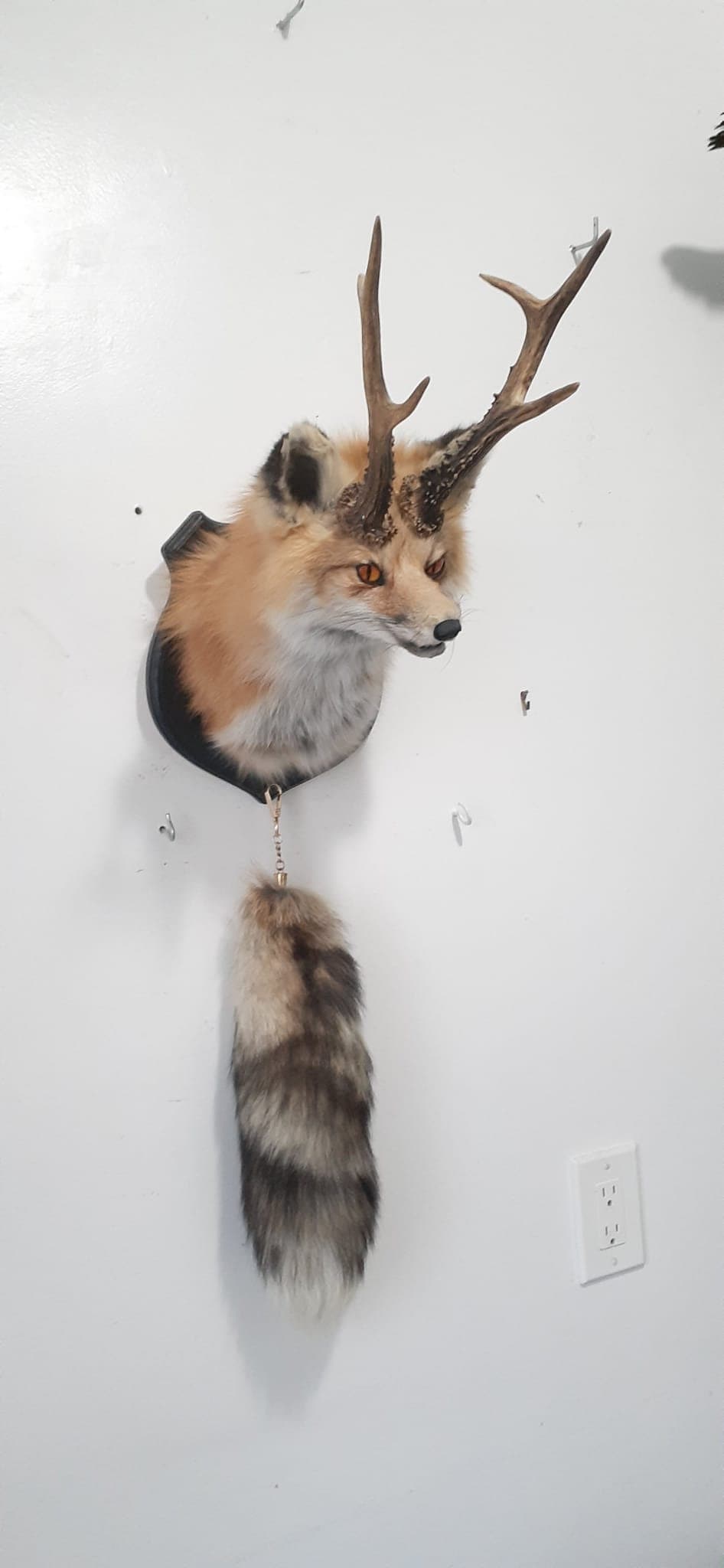 Foxalope shoulder taxidermy, wall mounted taxidermy high quality fox with antlers and his tail