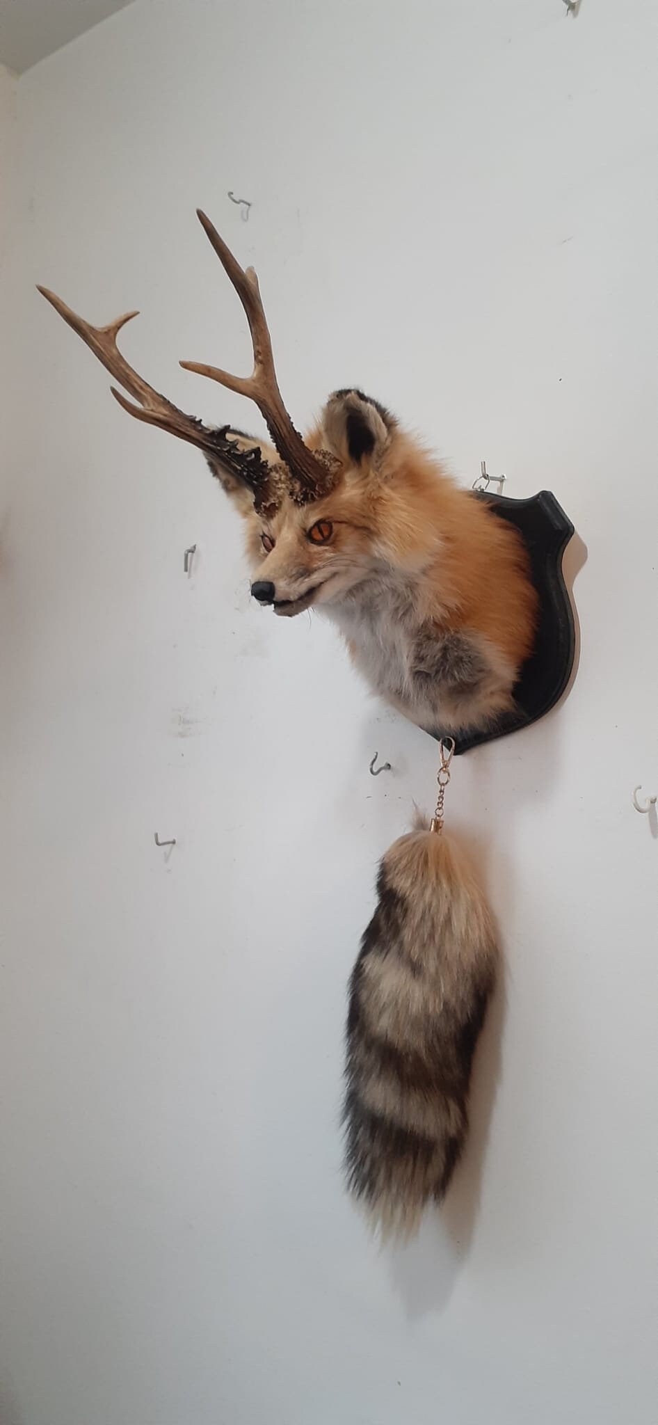 Foxalope shoulder taxidermy, wall mounted taxidermy high quality fox with antlers and his tail