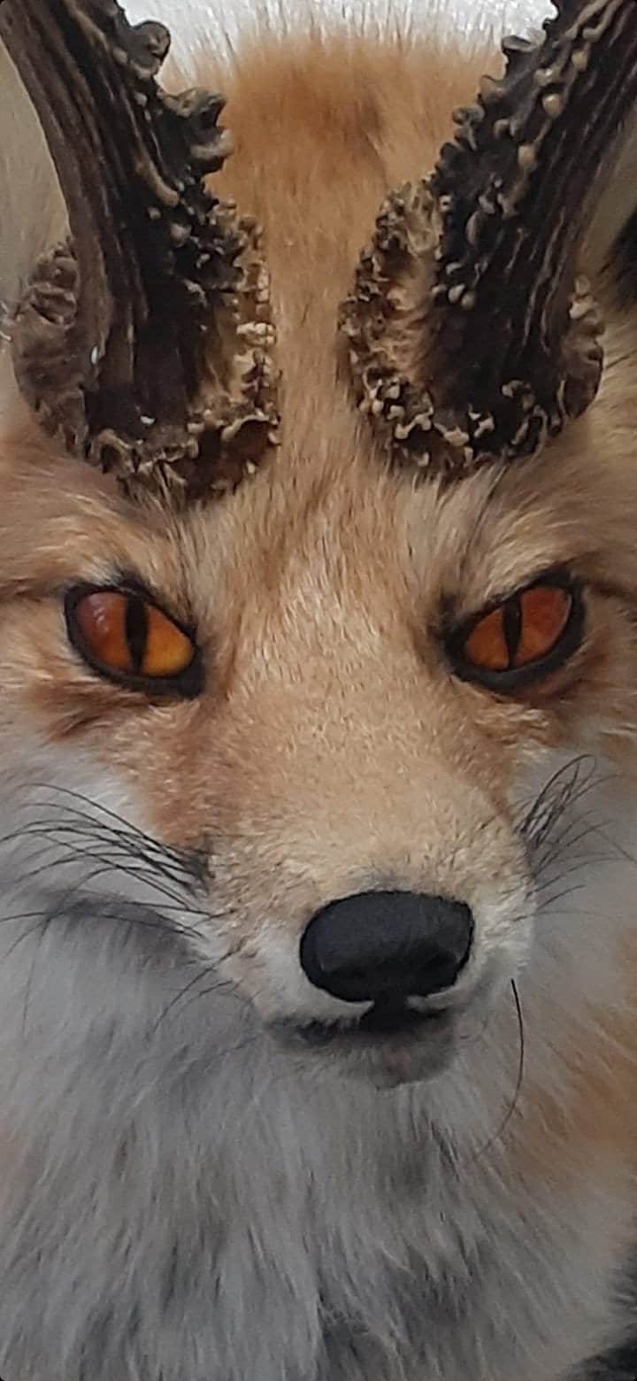 Foxalope shoulder taxidermy, wall mounted taxidermy high quality fox with antlers and his tail